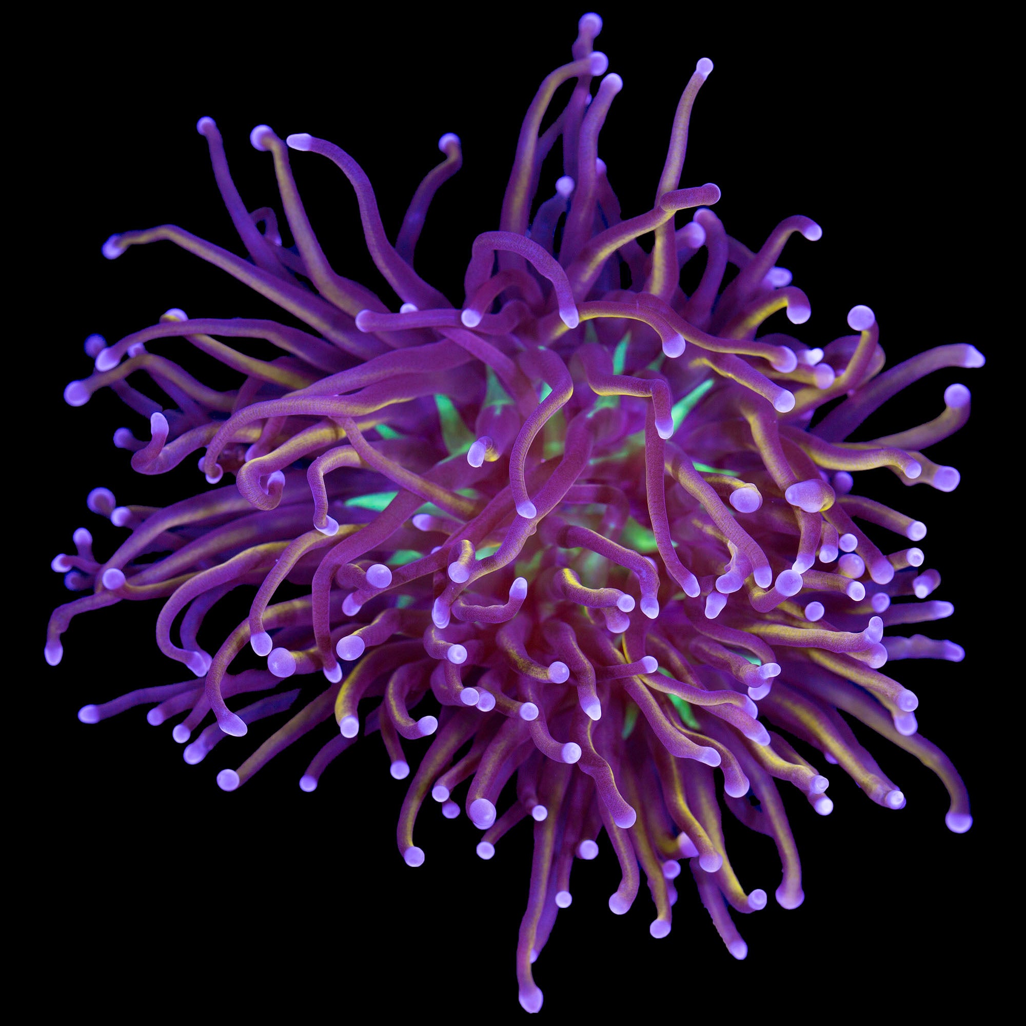 Green Center Indo Gold Torch Coral