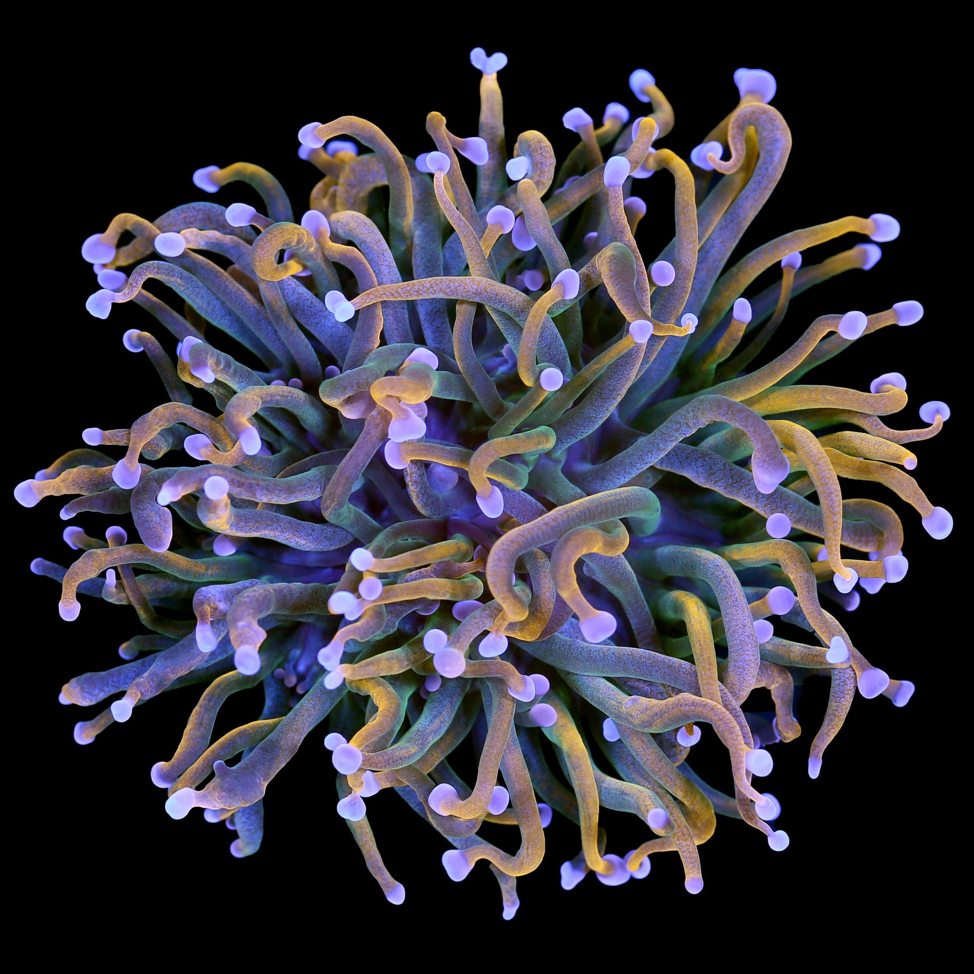 Ultra Gold Indo Torch Coral