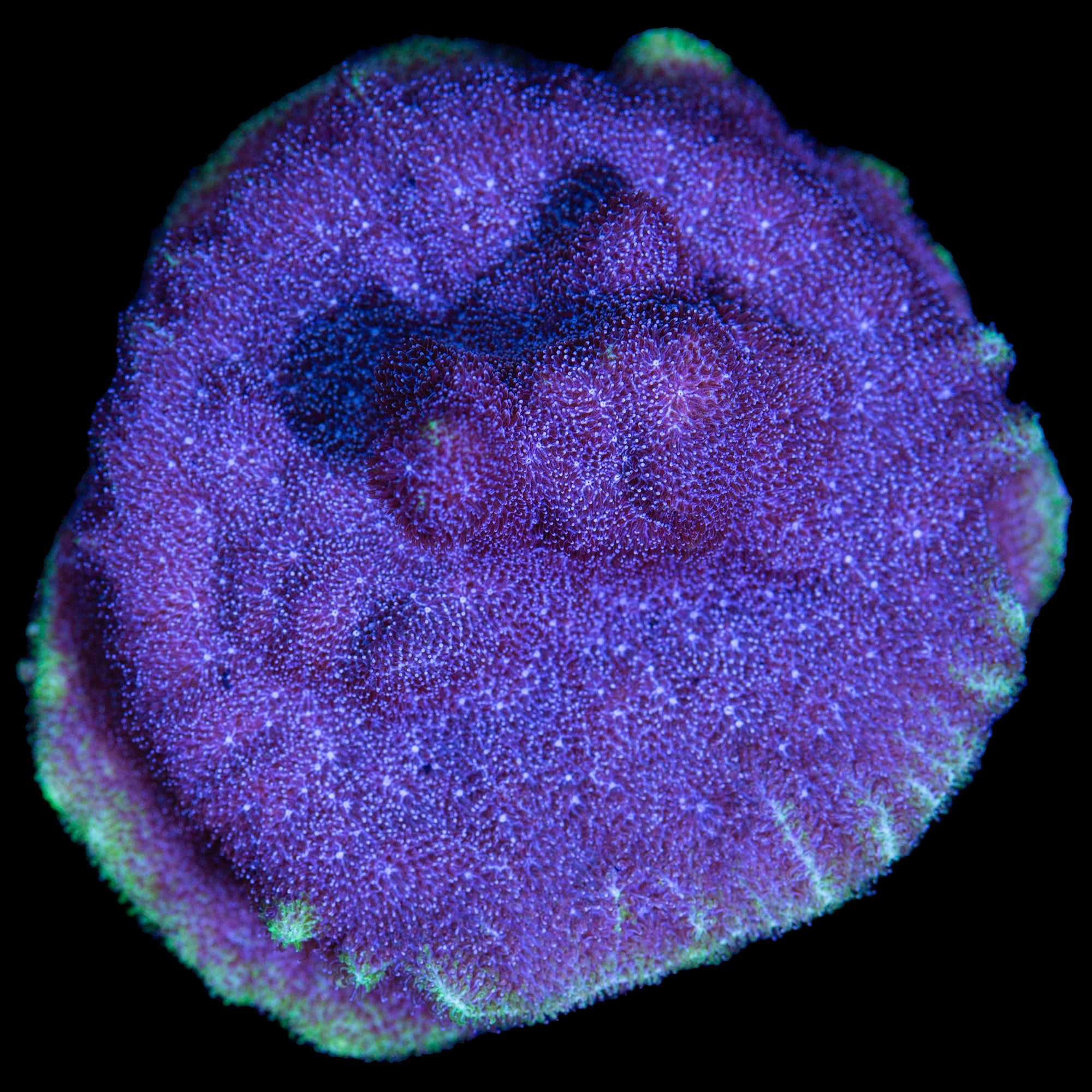 Aquaman Psammocora Coral - Lg Frag