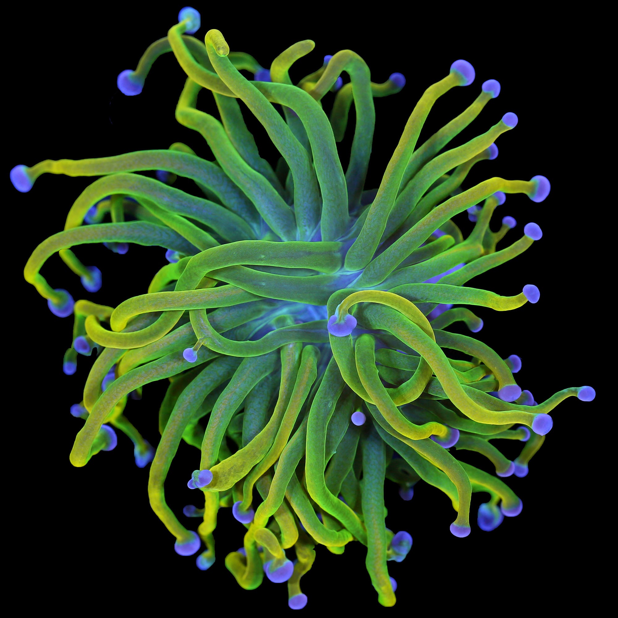 Holy Grail Torch Coral