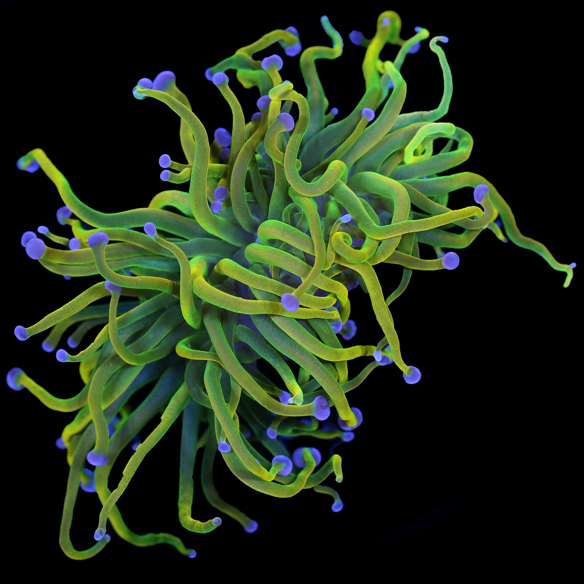 Holy Grail Torch Coral