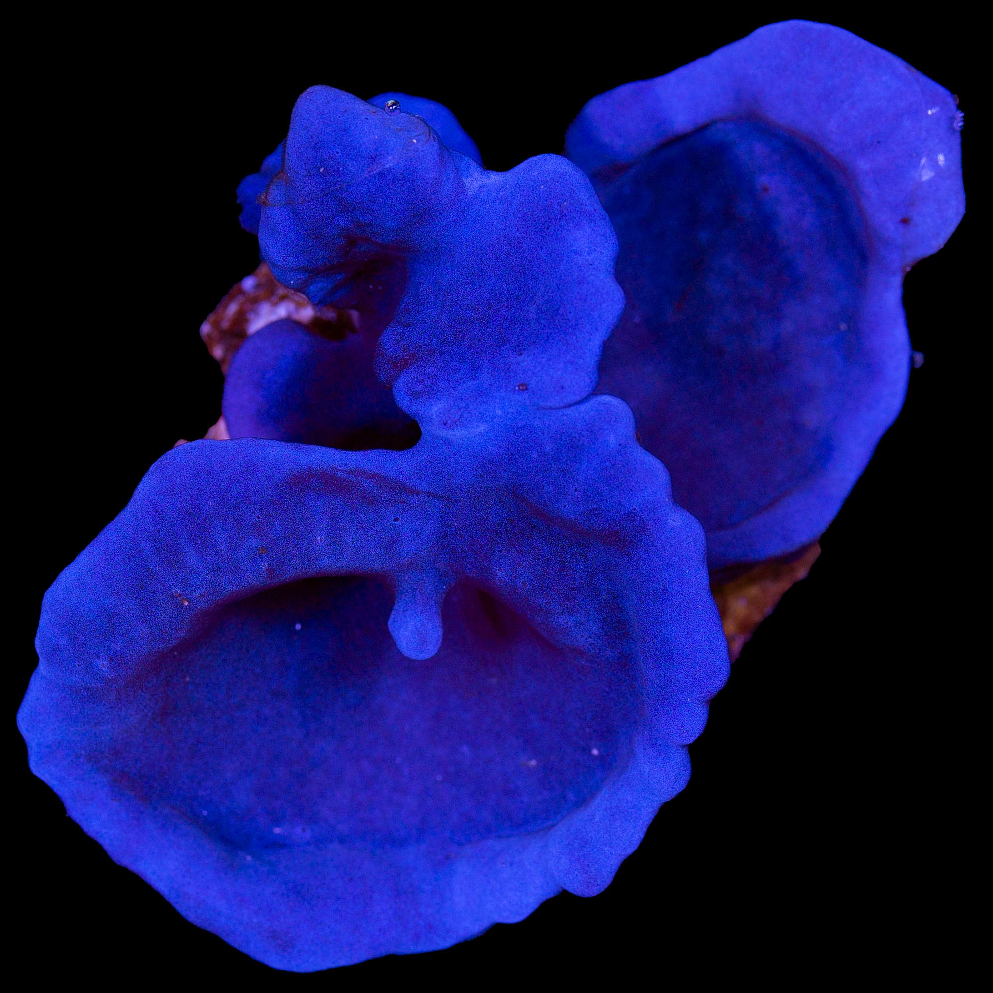 Purple Plating Sponge