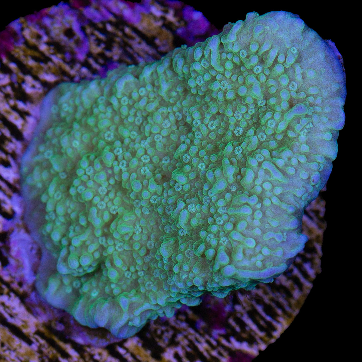 Original Leng Sy Purple Rim Montipora Capricornus Coral