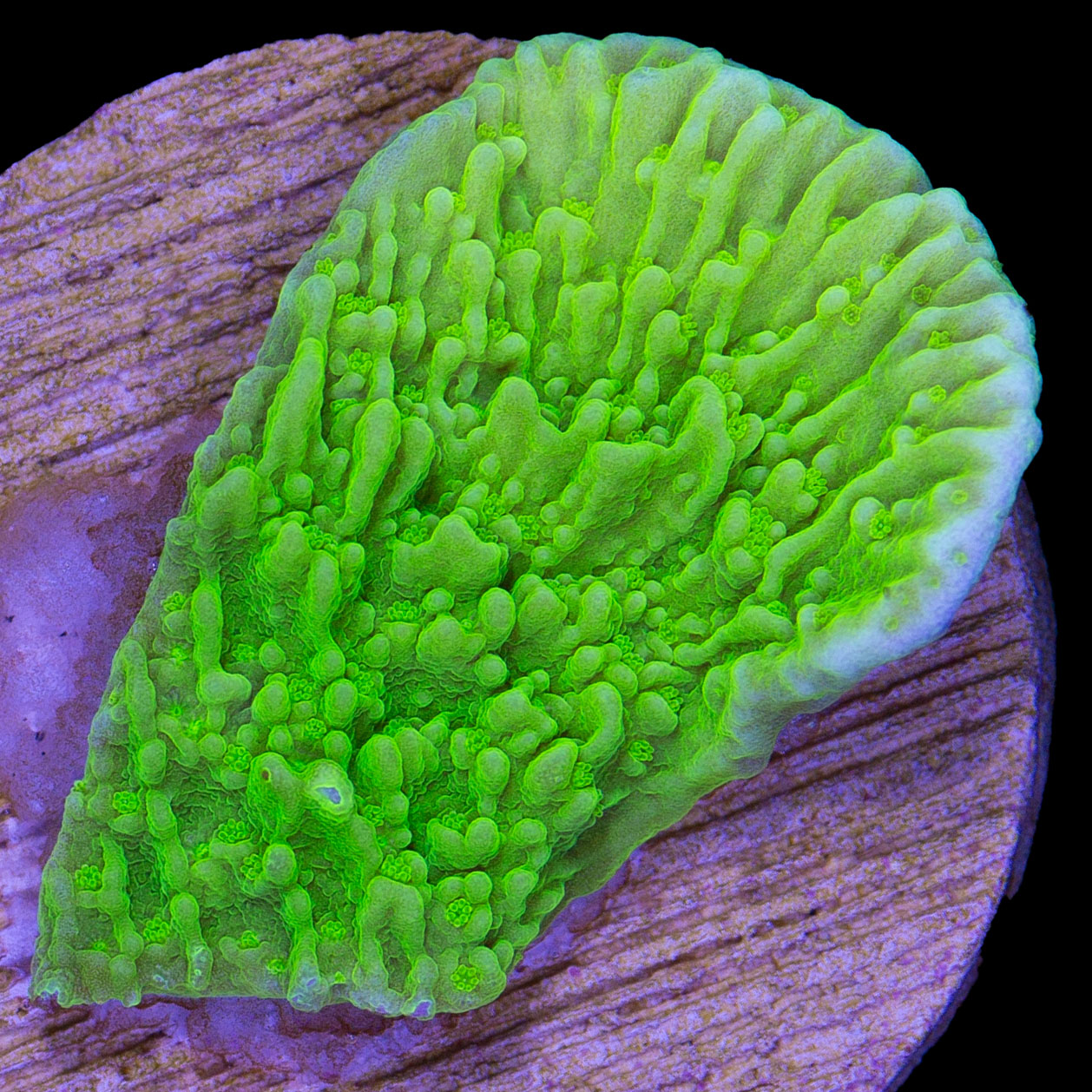 Green Apple Montipora Capricornus Coral