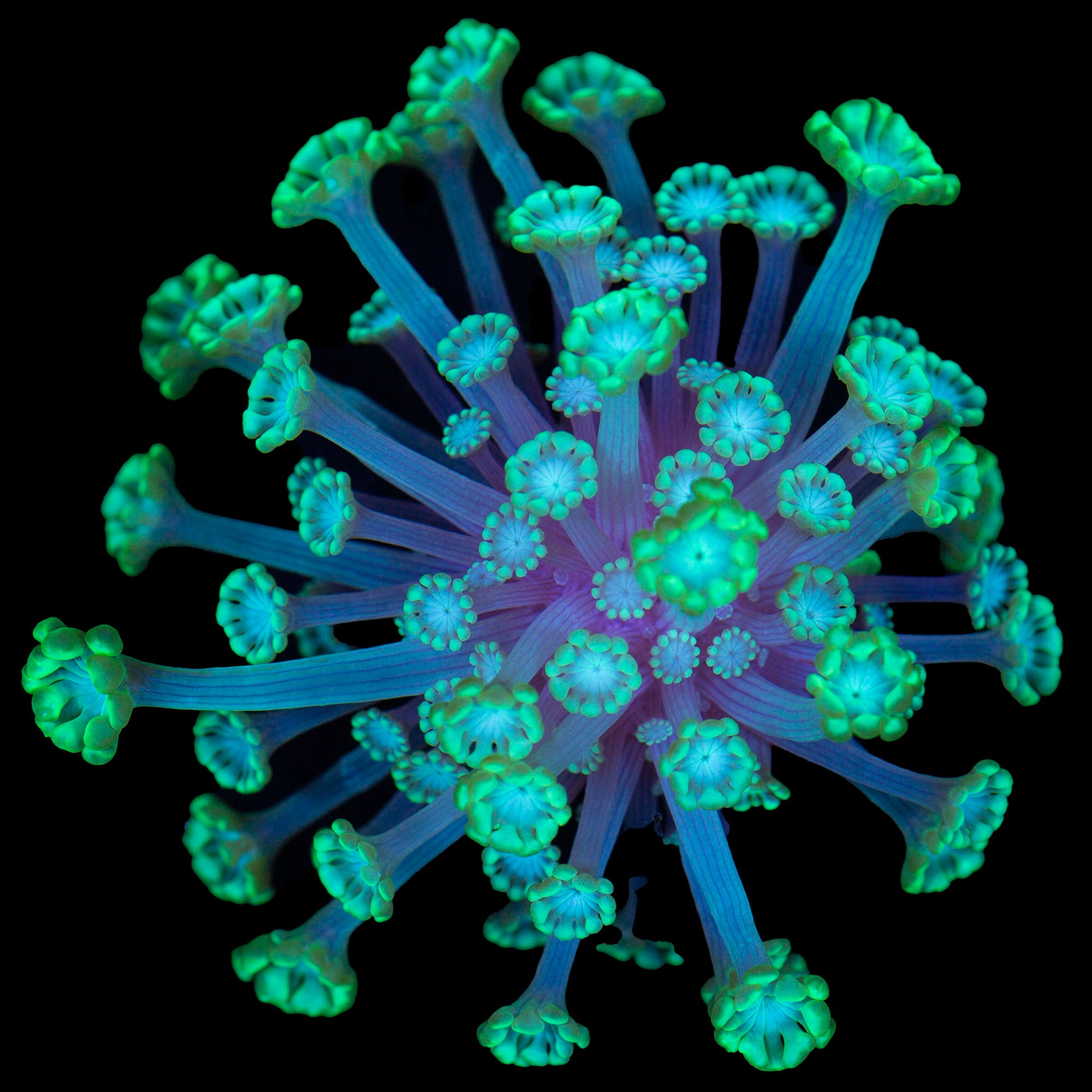 Ultra Green Alveopora Coral