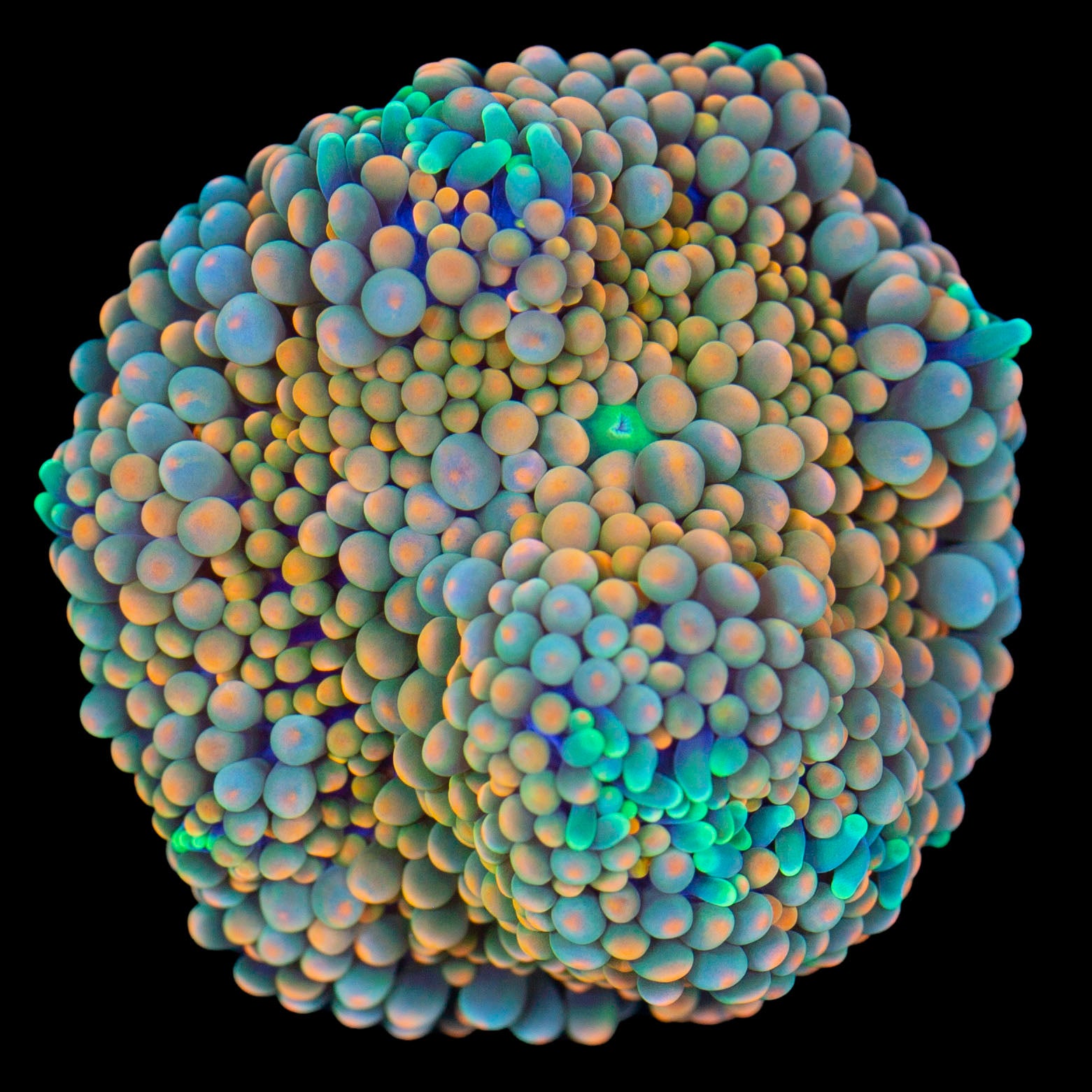 Ultra Orange Ricordea Mushroom