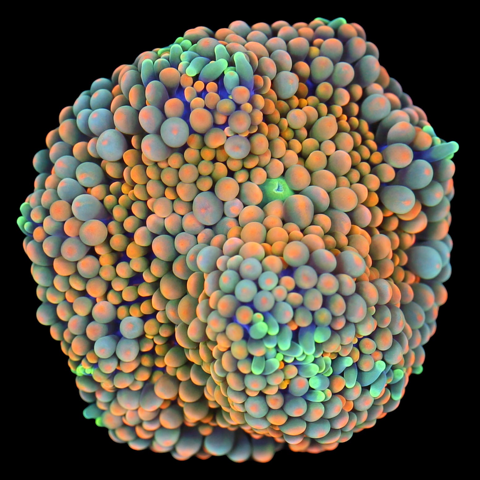 Ultra Orange Ricordea Mushroom