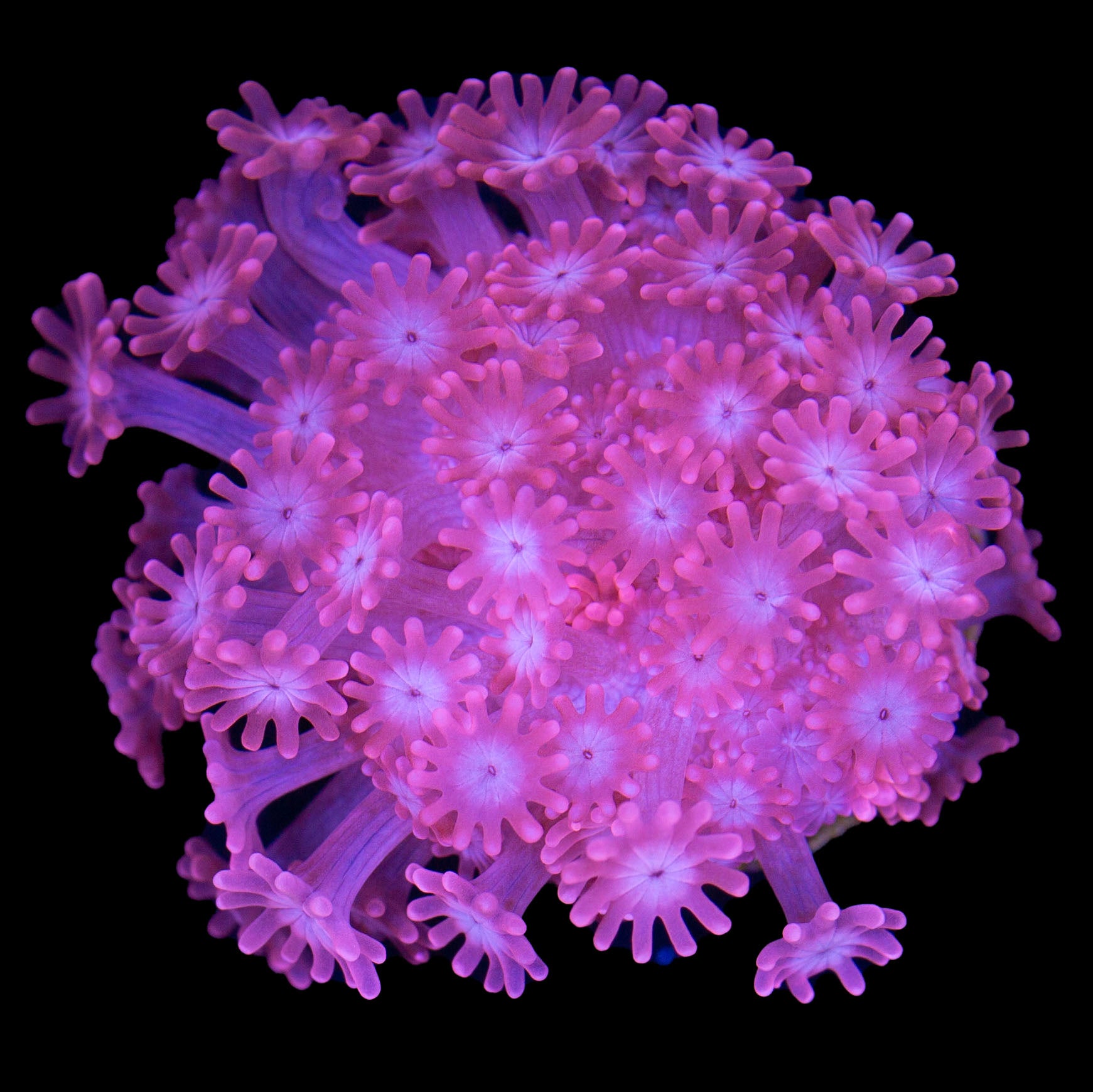 Red Alveopora - Rare 1st Release