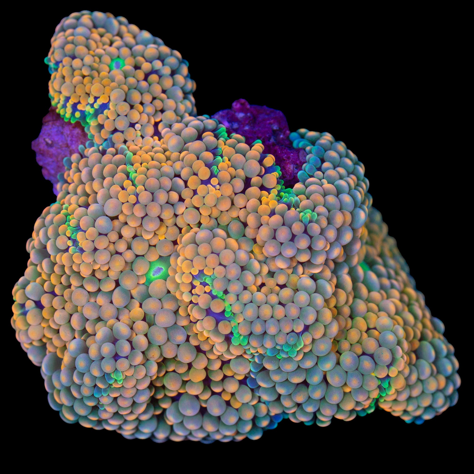 Ultra Orange Ricordea Mushrooms