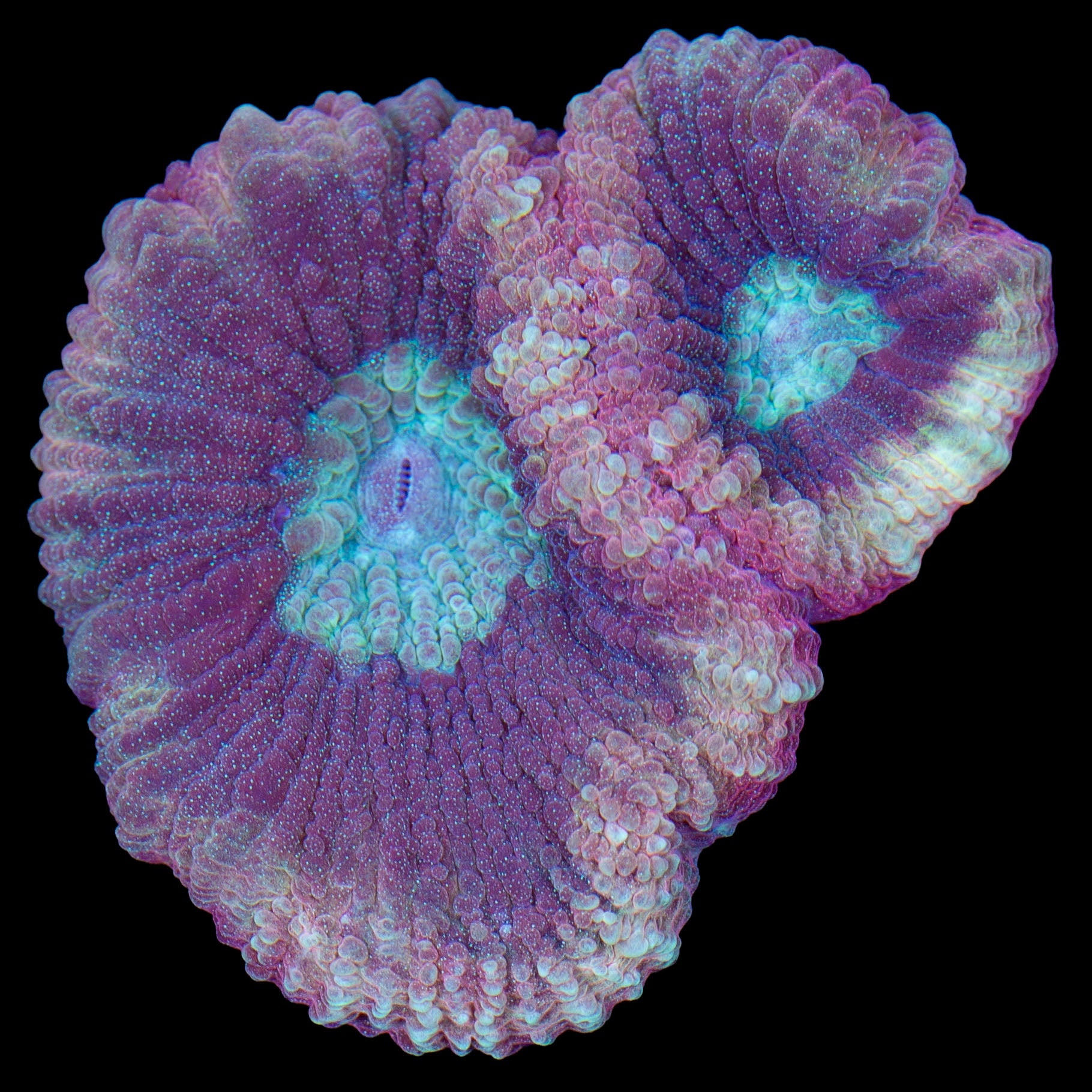 Alien Moon Goniastrea Coral