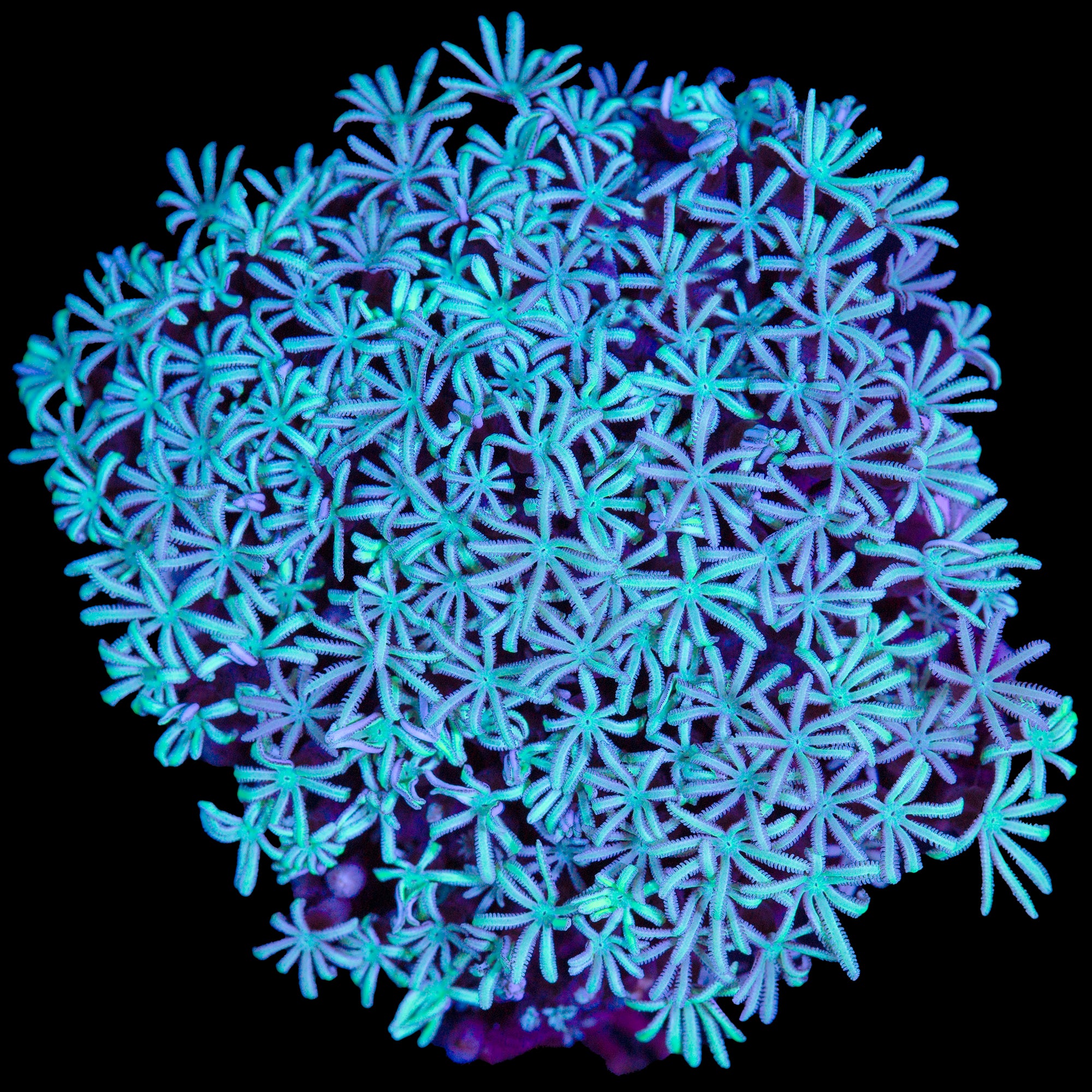 Minty Green Pipe Organ Coral