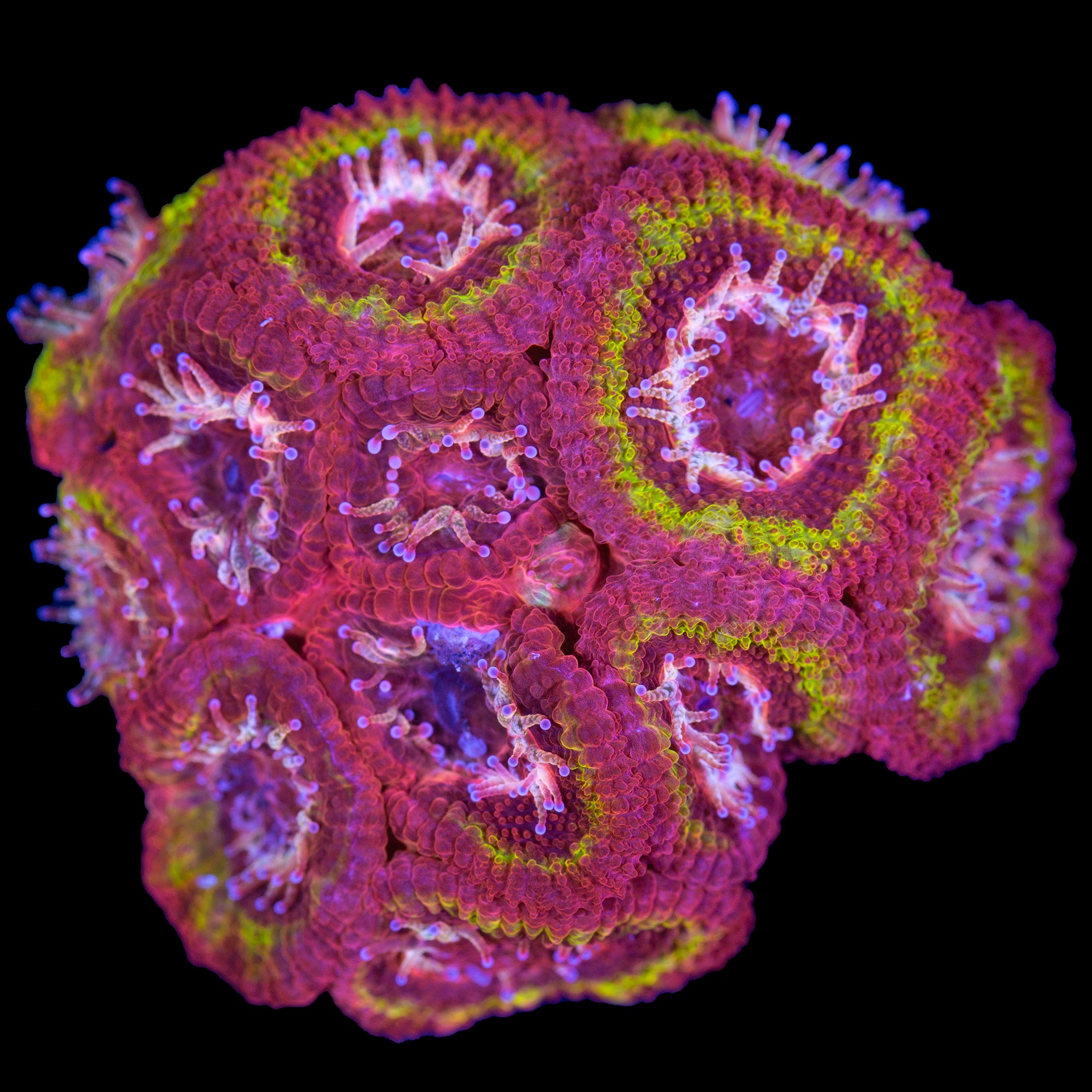 Iron Man Micromussa Coral