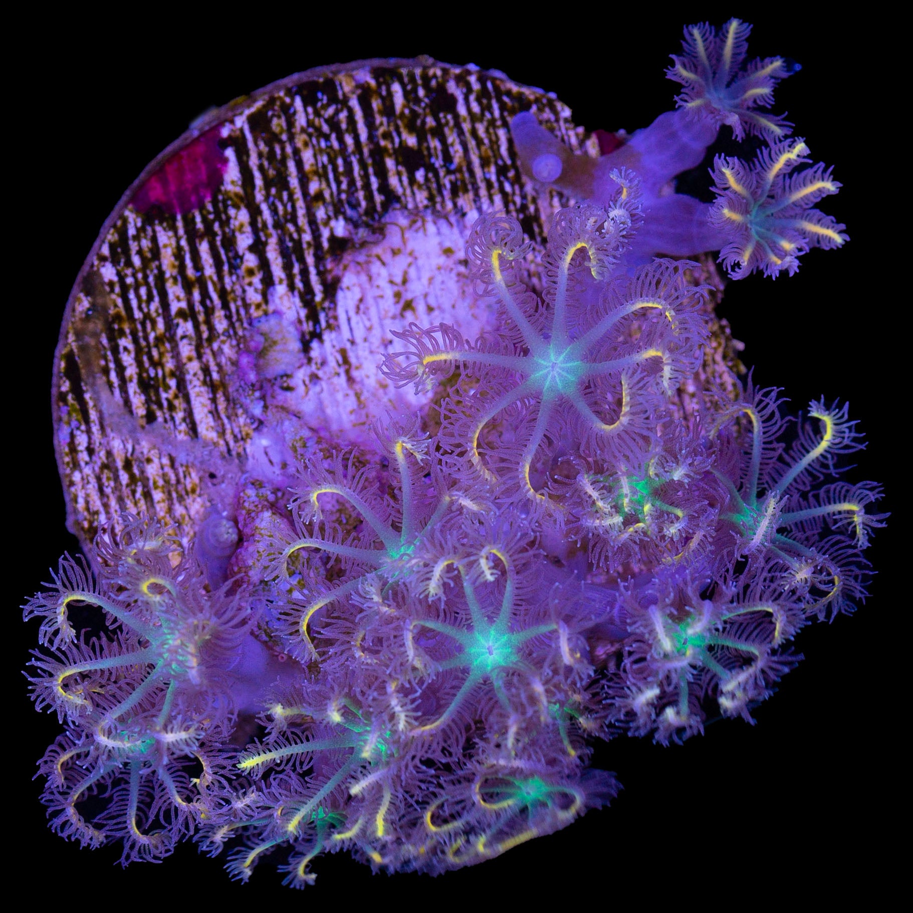 Highlight Clove Polyps