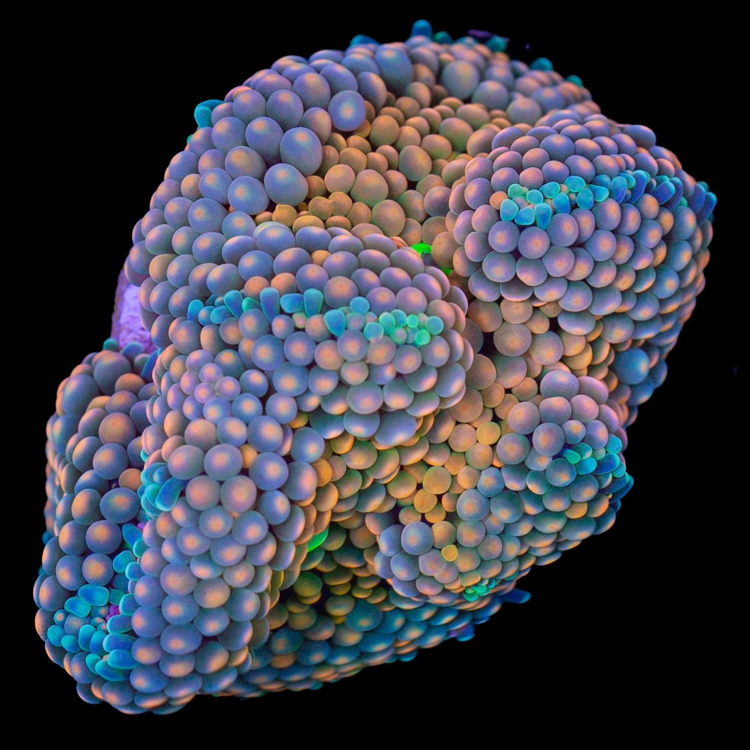 Ultra Orange Ricordea Mushrooms