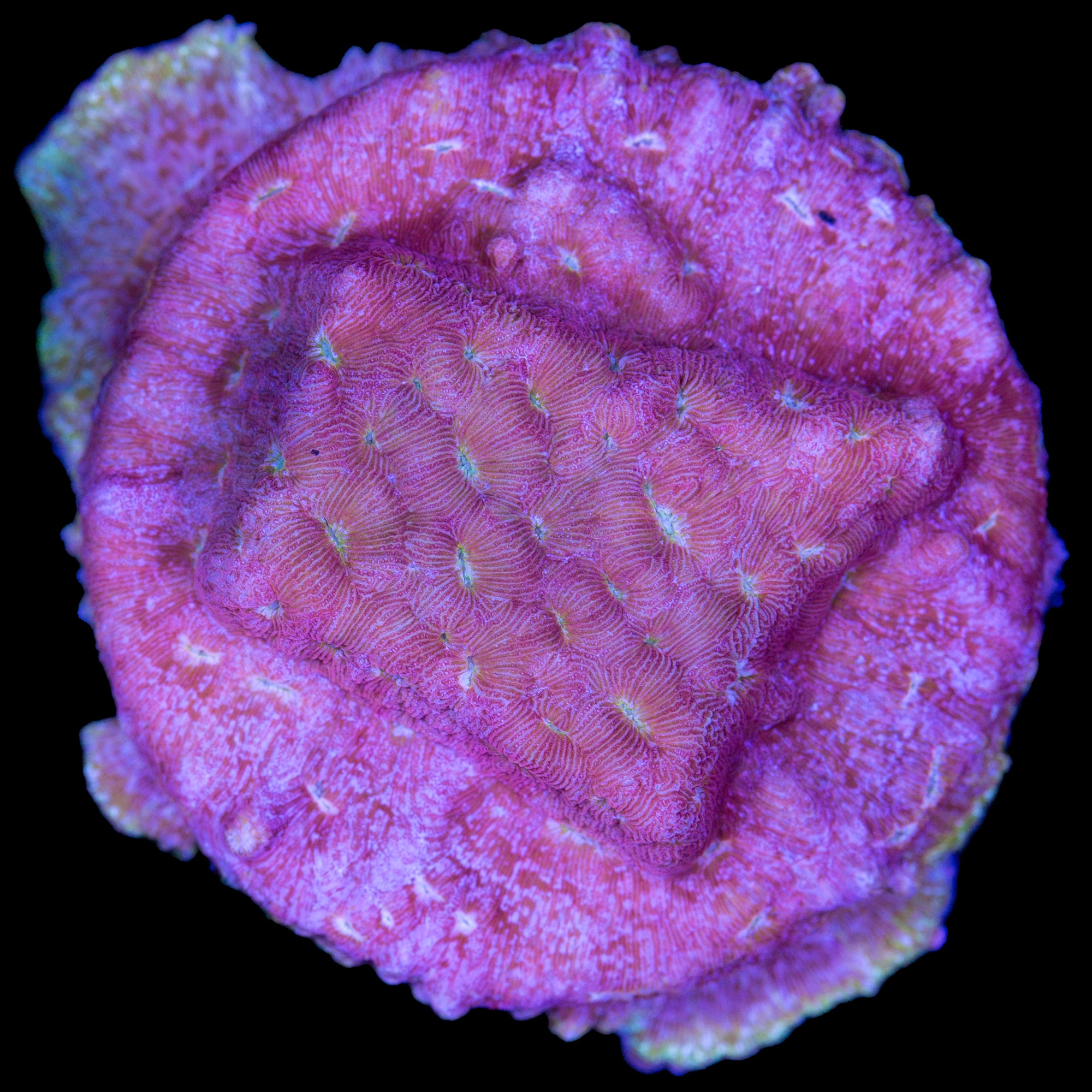 Klepto Leptoseris Coral