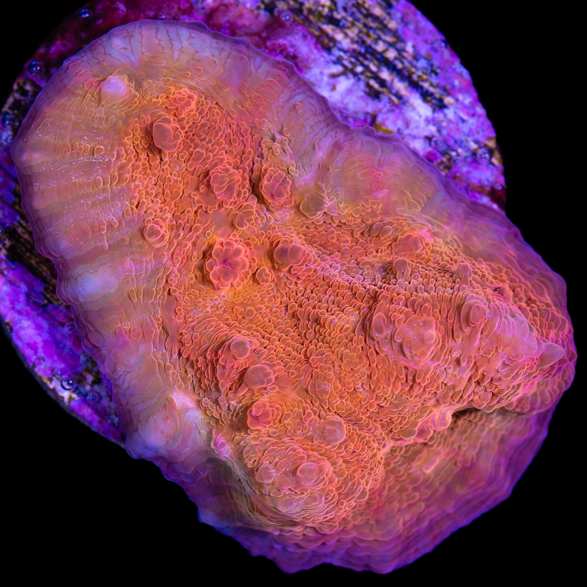 Orange Dream Echinophyllia Coral