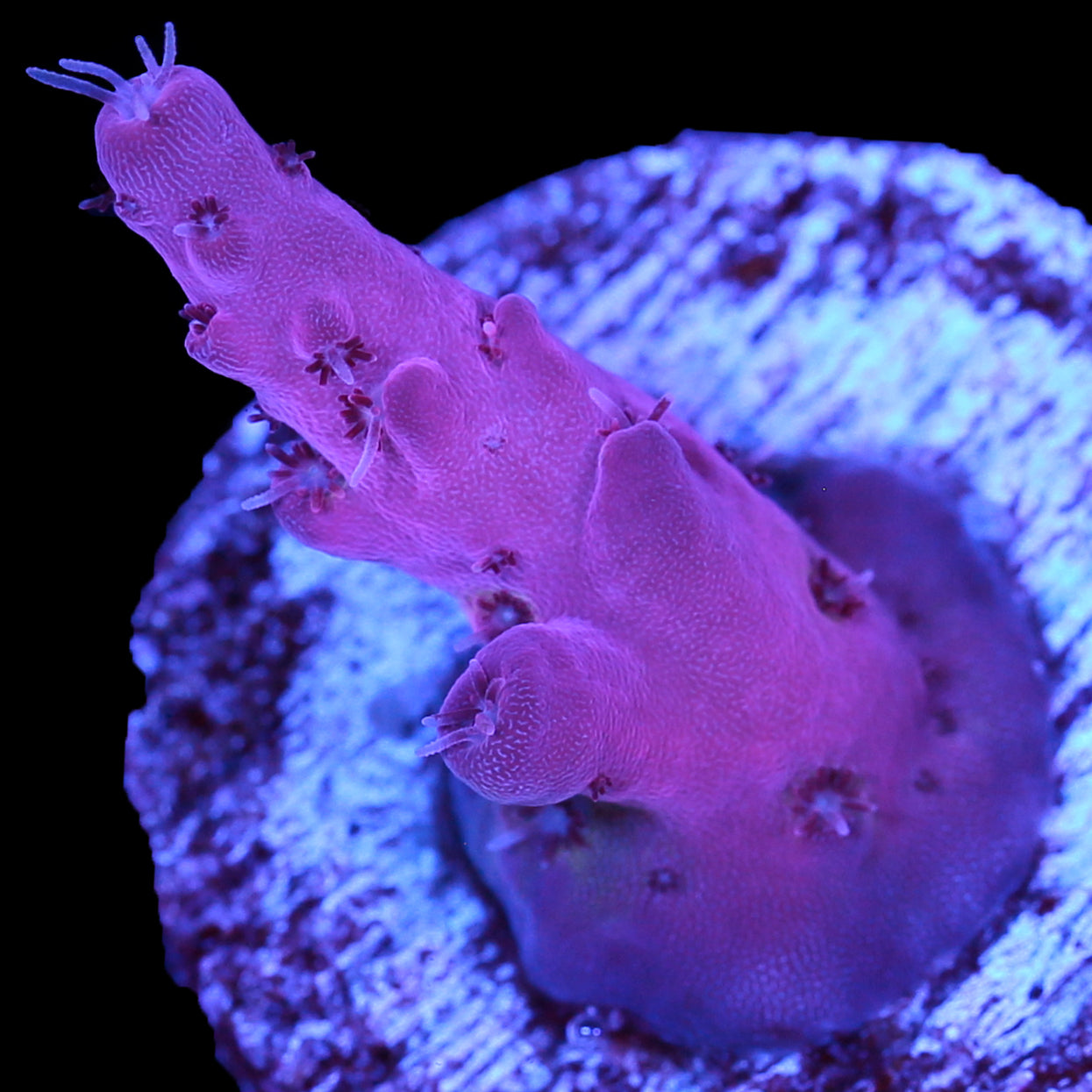 Vivid's Pink Monster Acropora Coral
