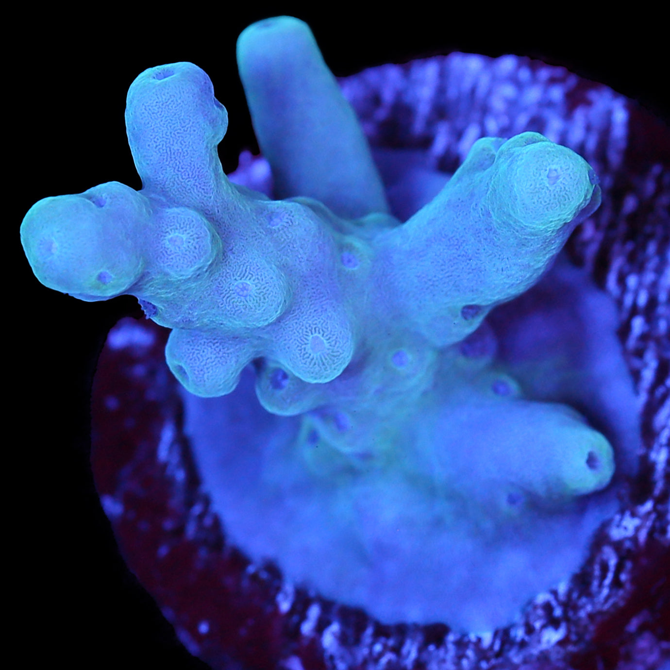 Solomon Islands Purple Monster Acropora (imported 2024)