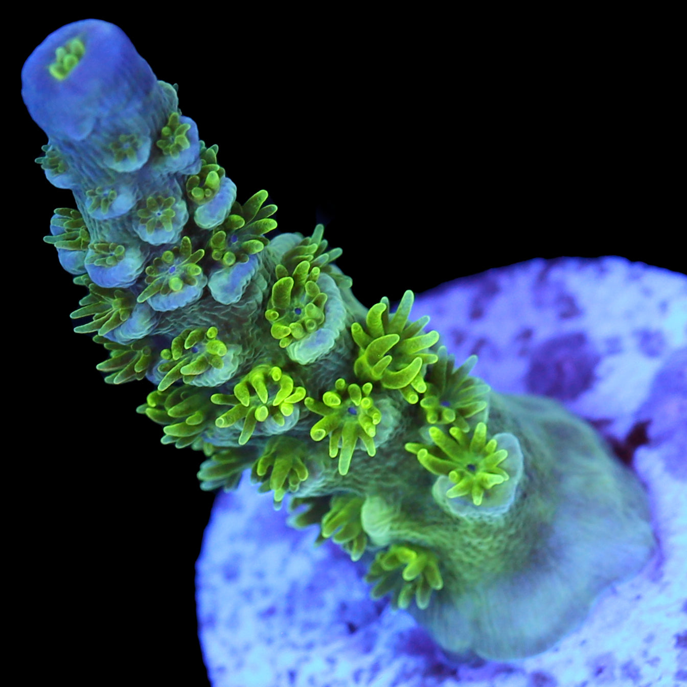 Jason Fox Homewrecker Acropora Coral