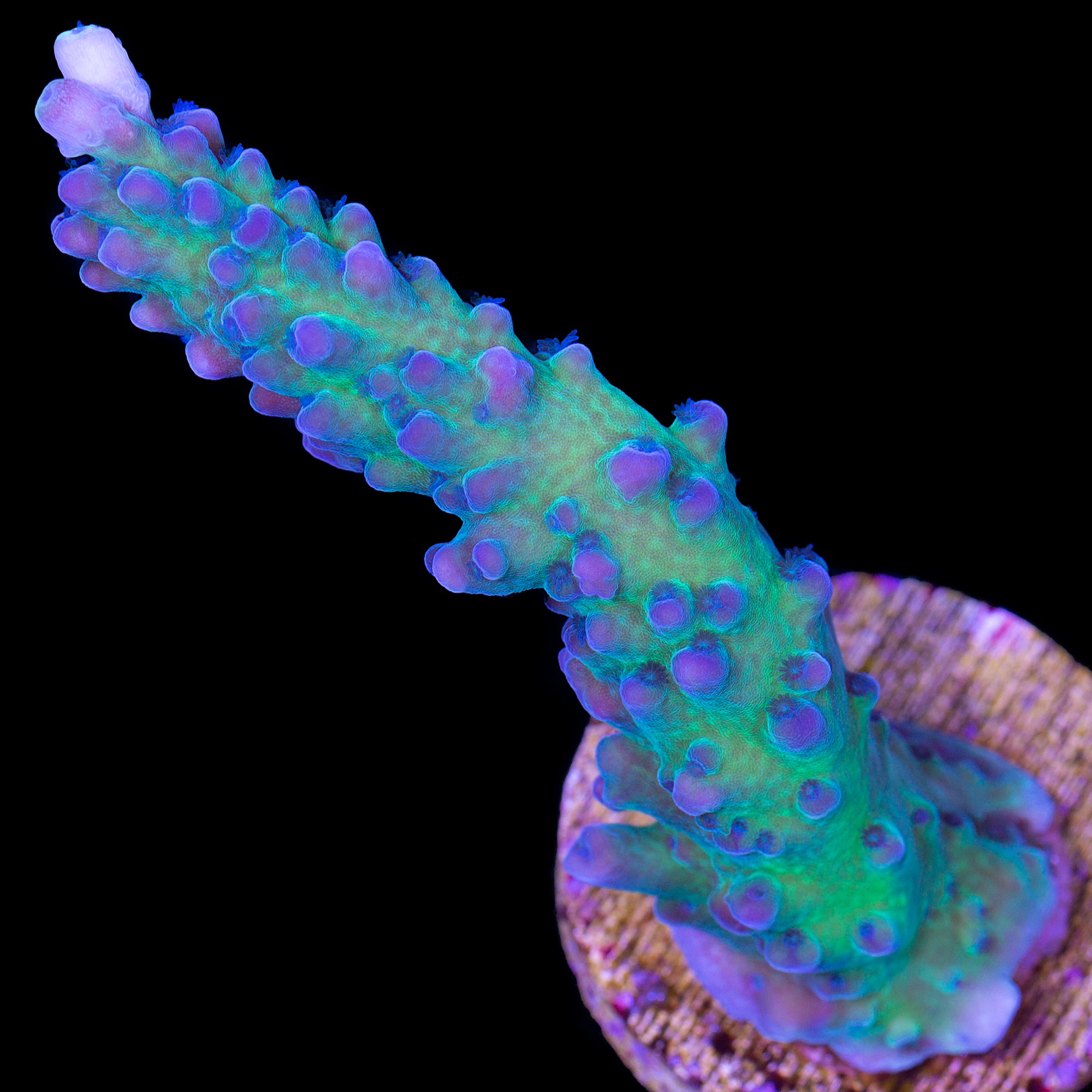 Blue Green Tort Acropora Coral