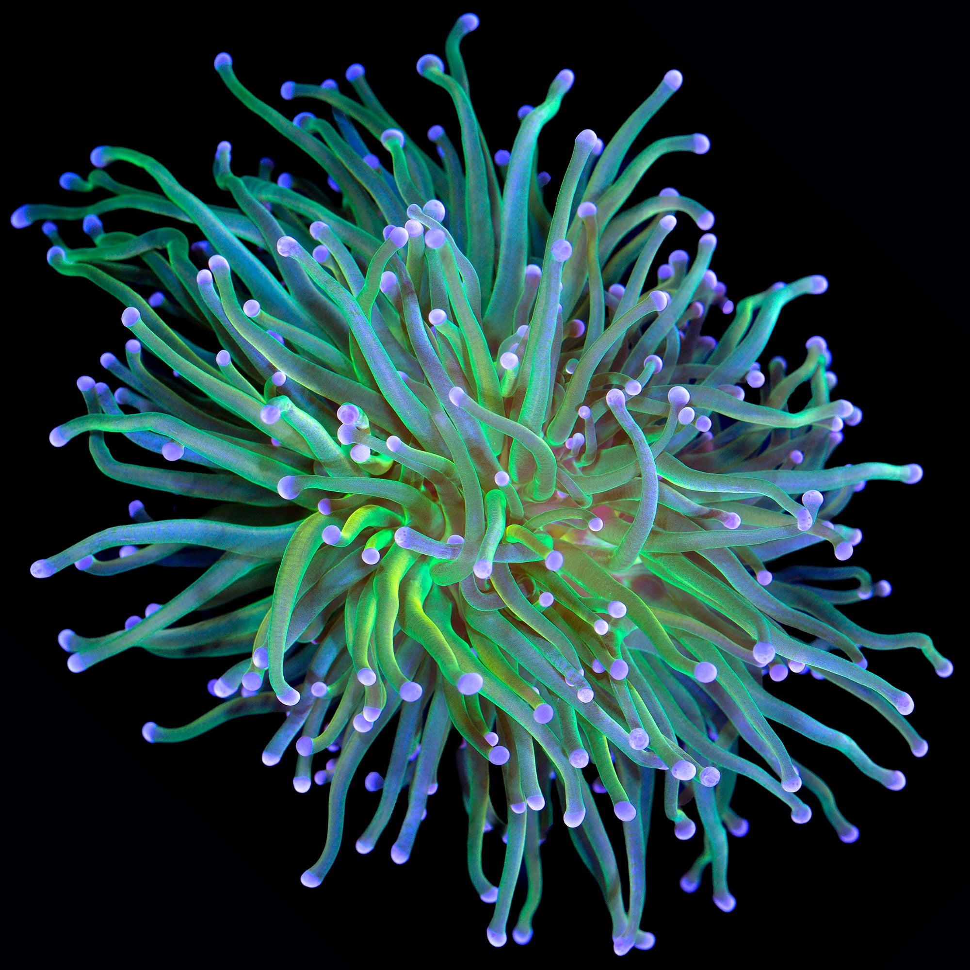 Holy Grail Torch Coral