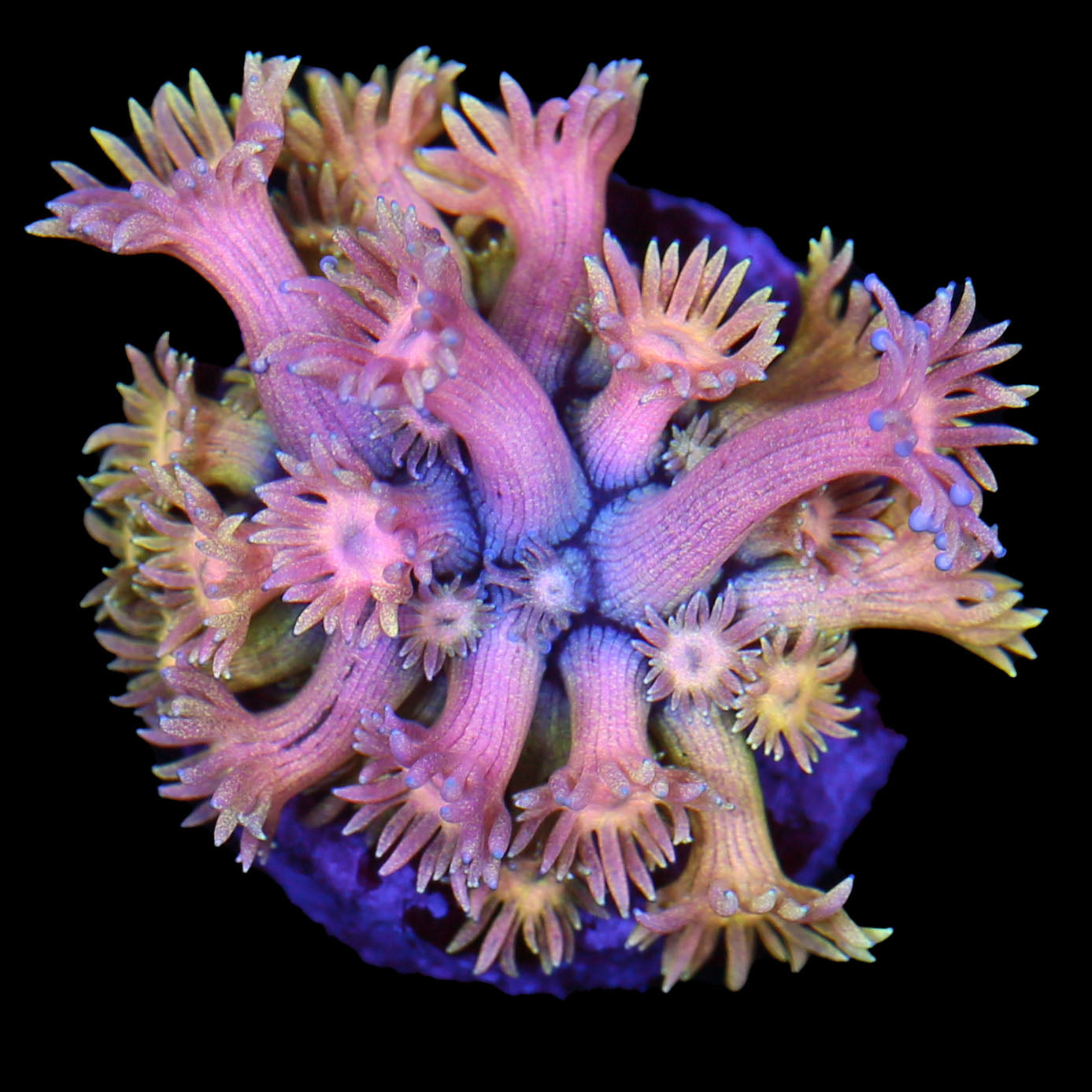 Pastel Rainbow Goniopora Coral