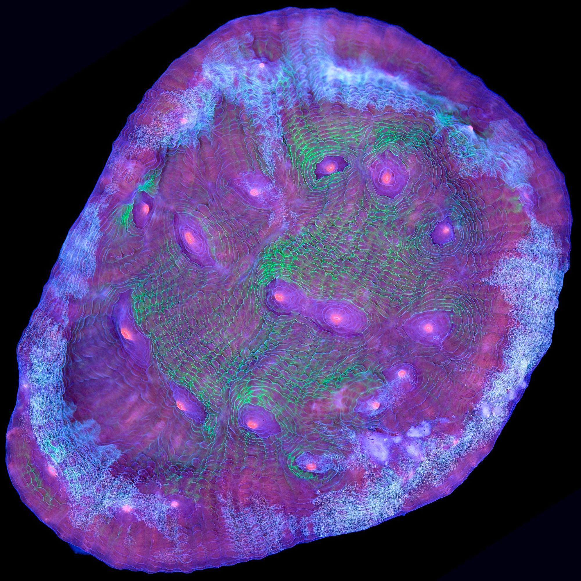 Walking Dead Mycedium Coral