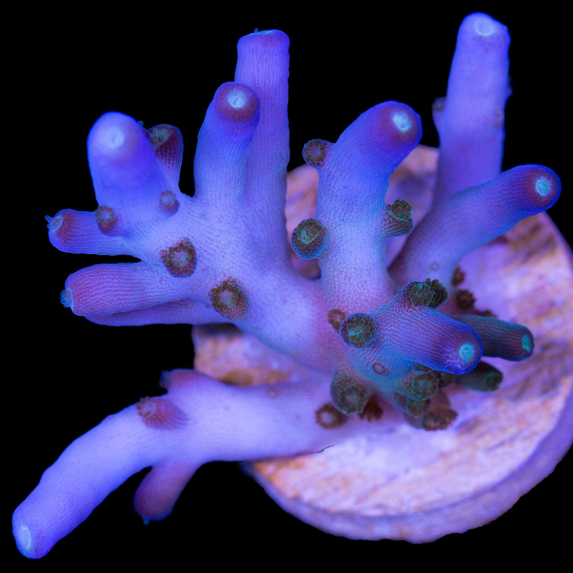 Ultimate Efflo Acropora Coral