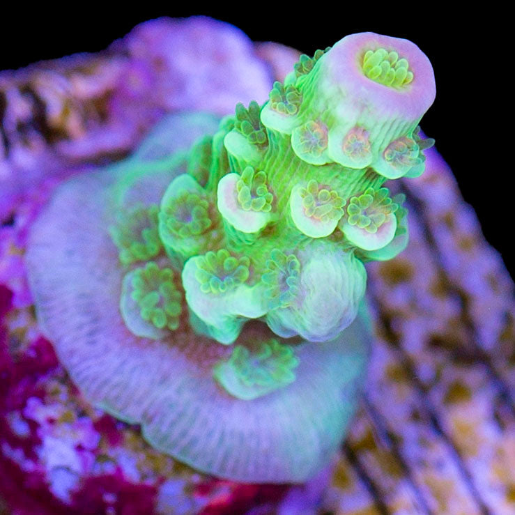 Jason Fox Homewrecker Acropora Coral