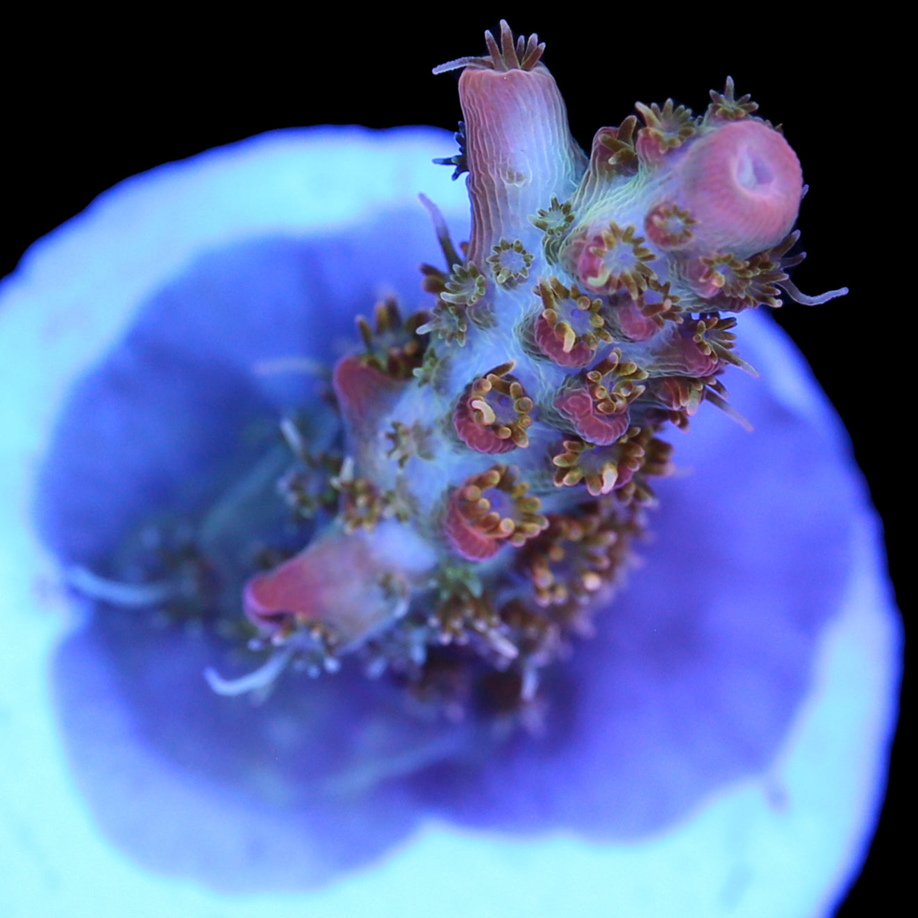 Cofefe Acropora Coral