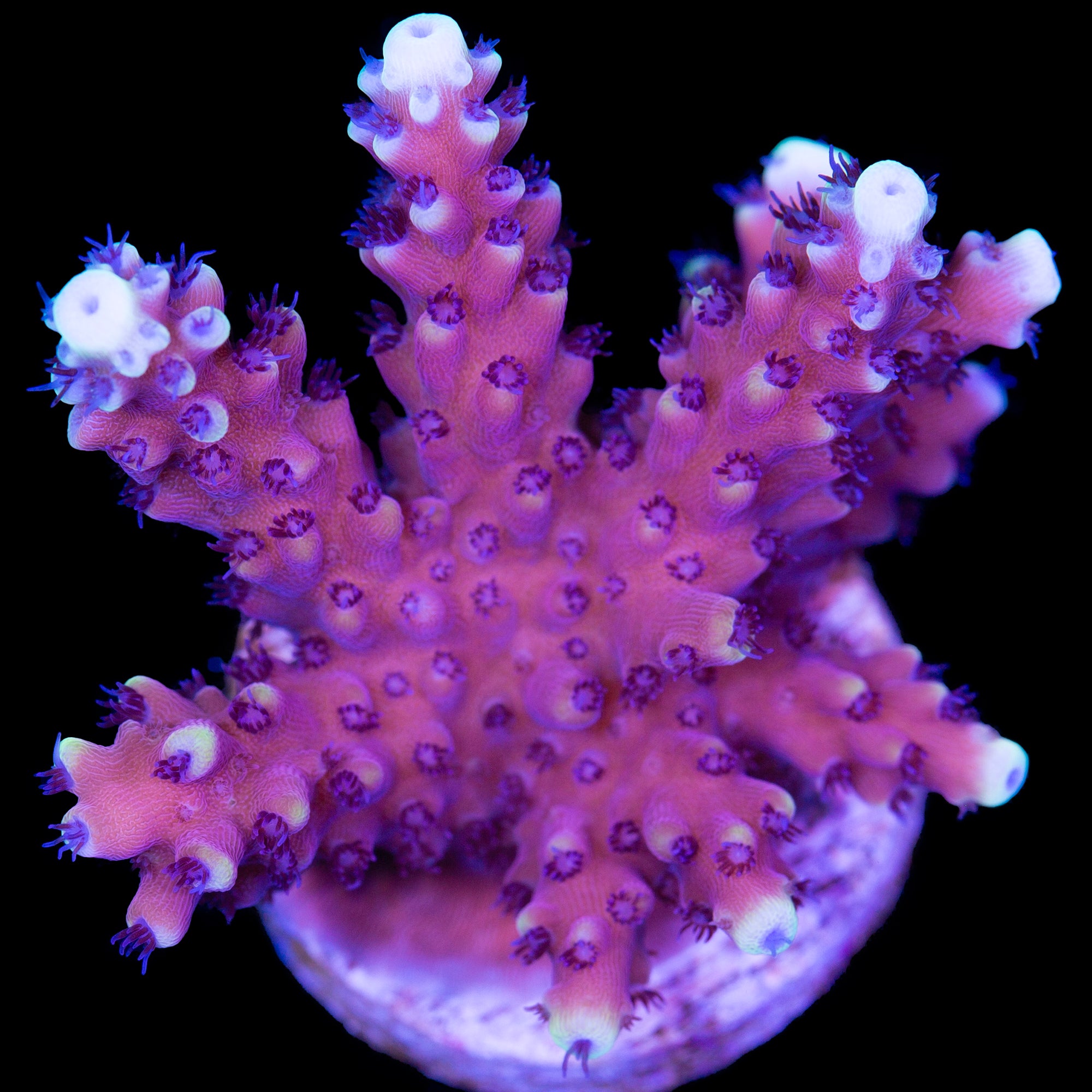 Pink Cadillac Acropora Coral