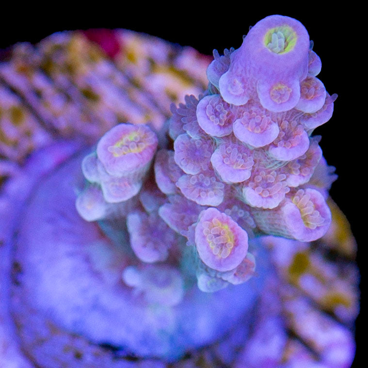 Matt V Time Machine Acropora Coral