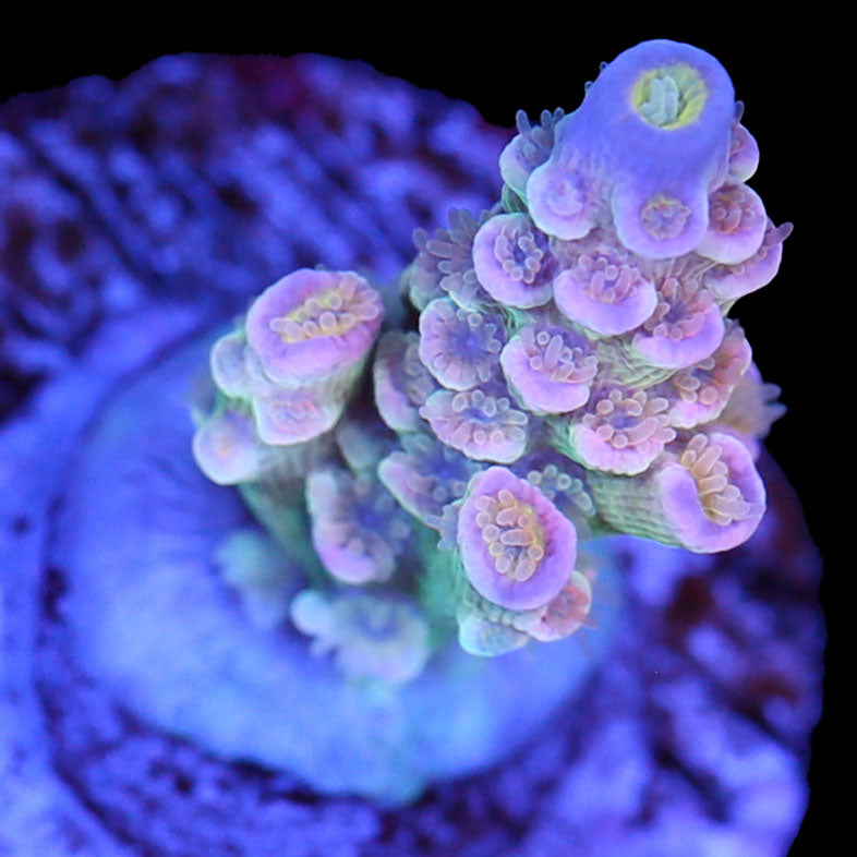 Matt V Time Machine Acropora Coral