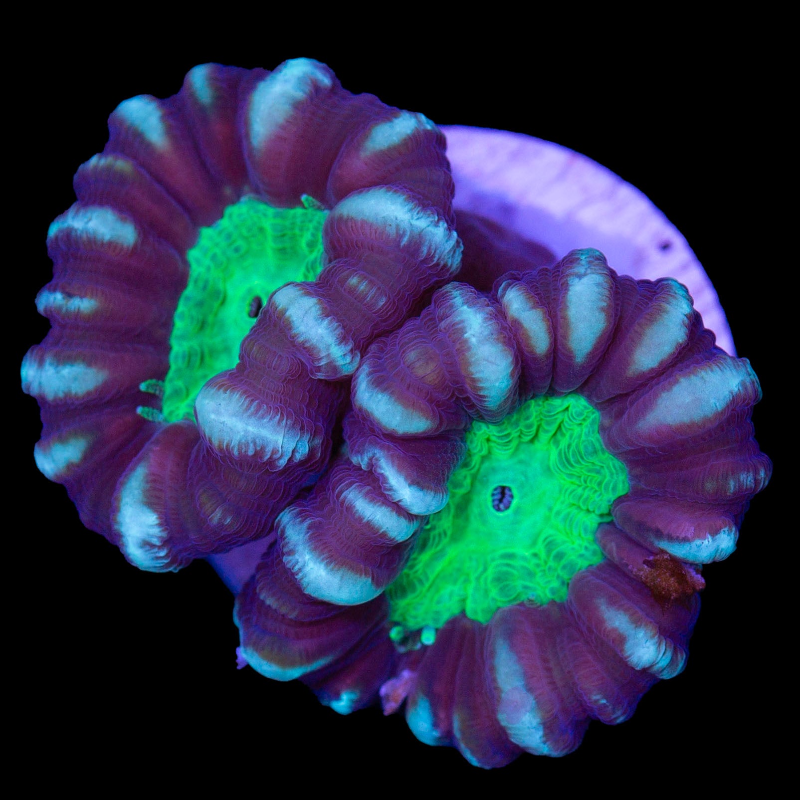 Vivid's Green Eye Candy Cane Coral