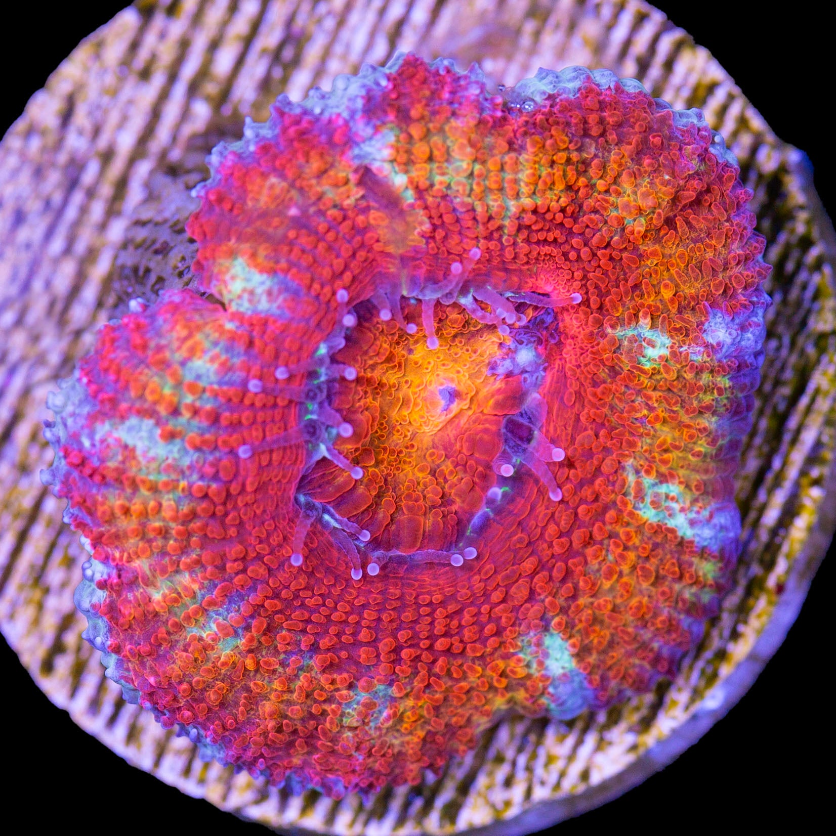 Rainbow Acan Coral