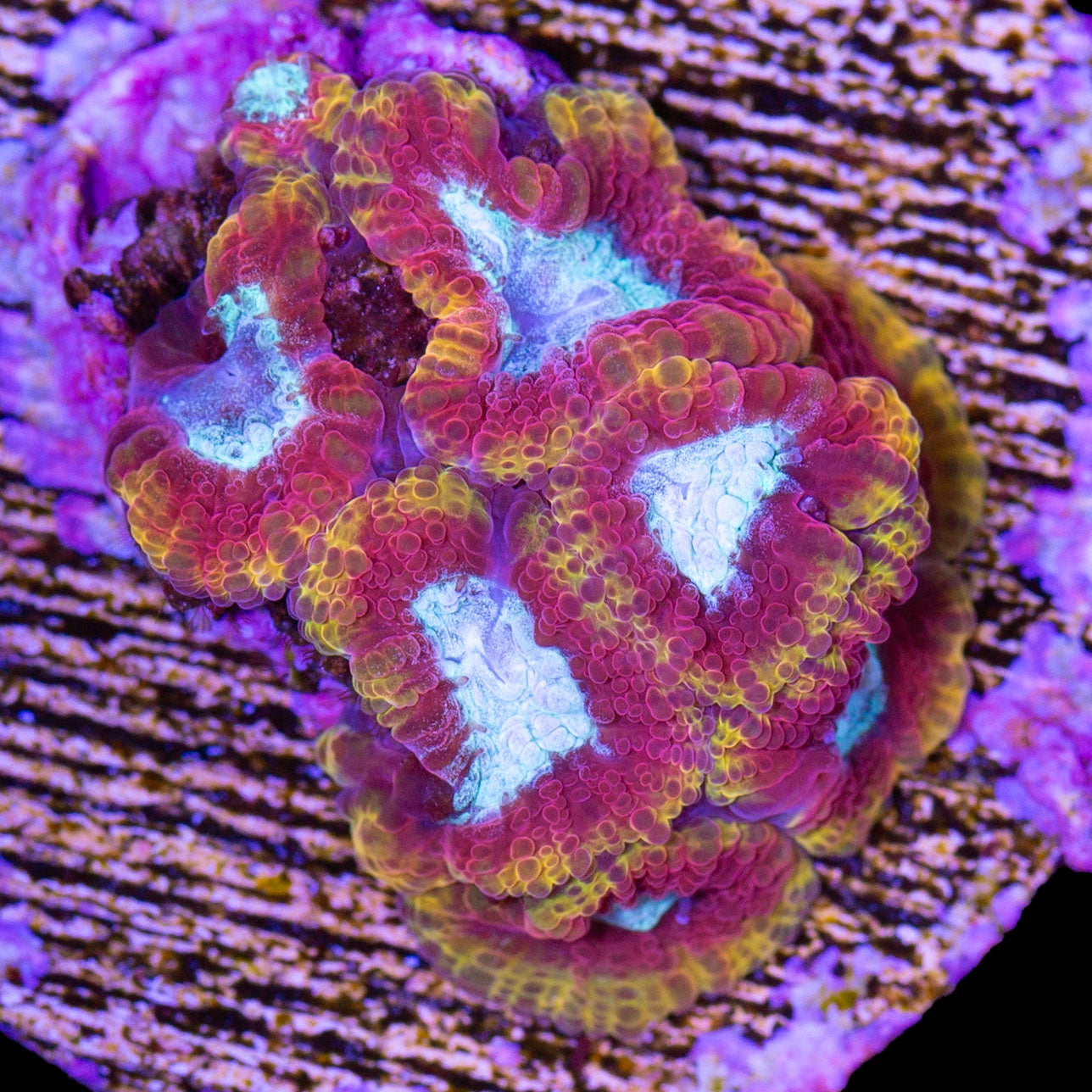 Nitro Favia Coral