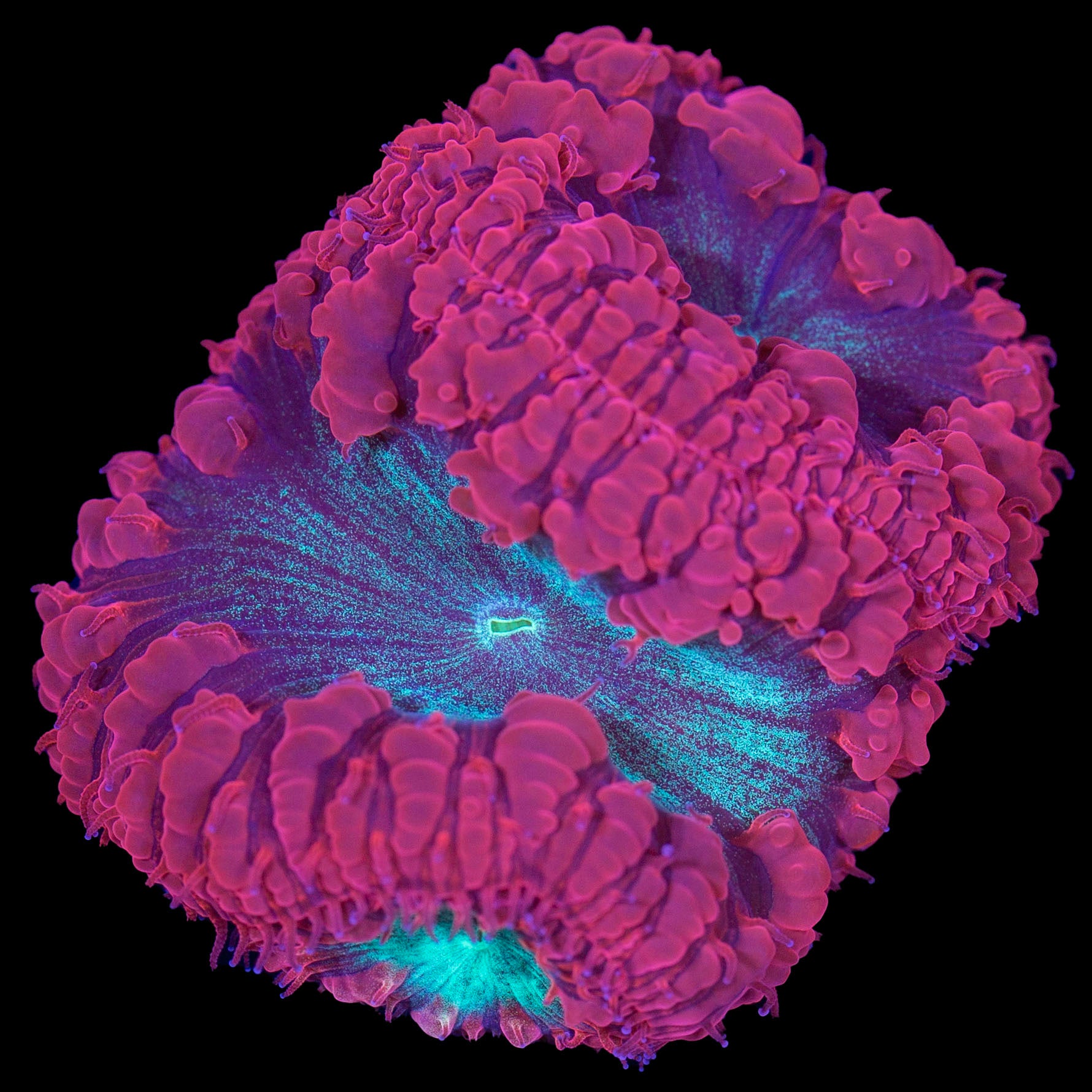 Red & Green Blastomussa Coral