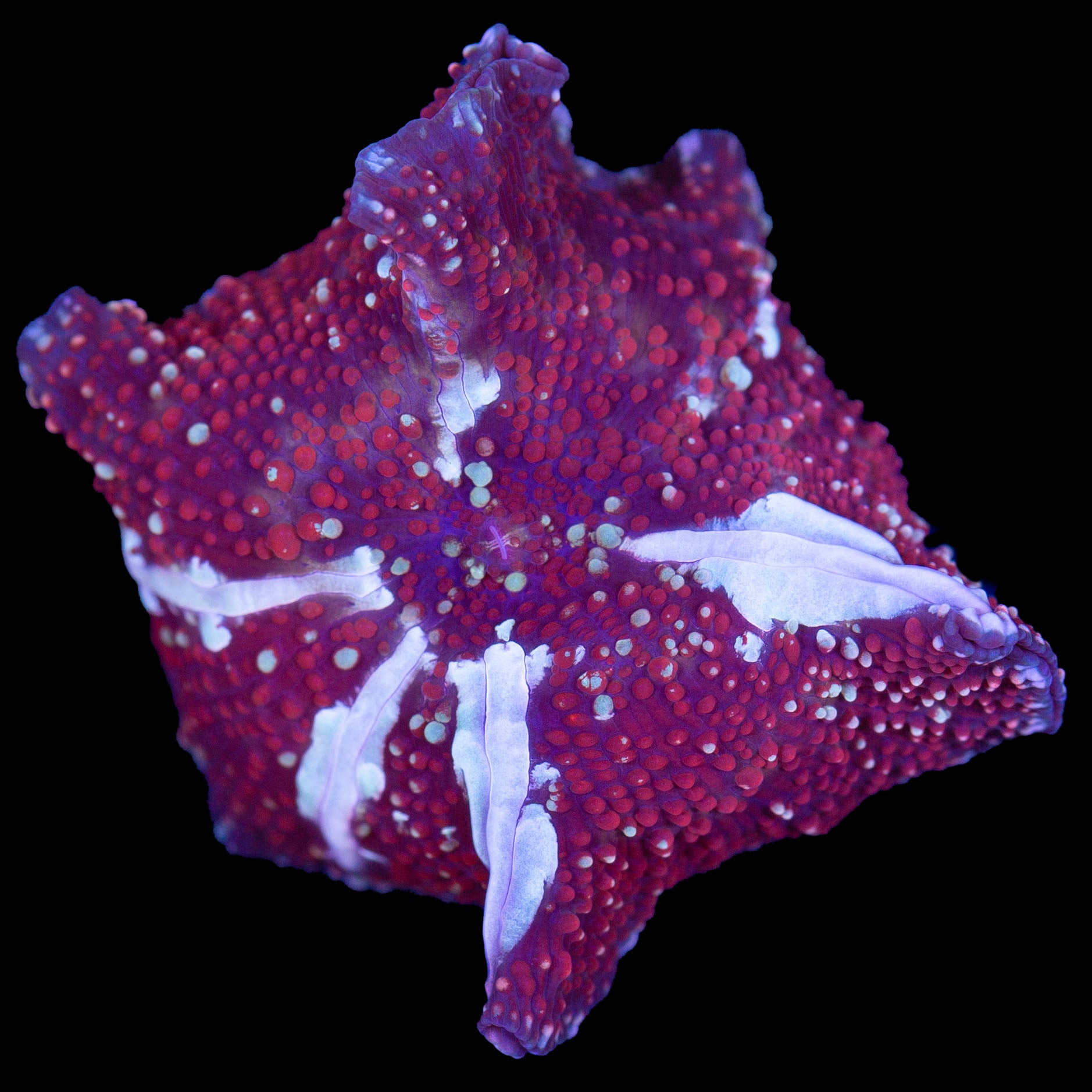 Ultra White Streak Mushroom