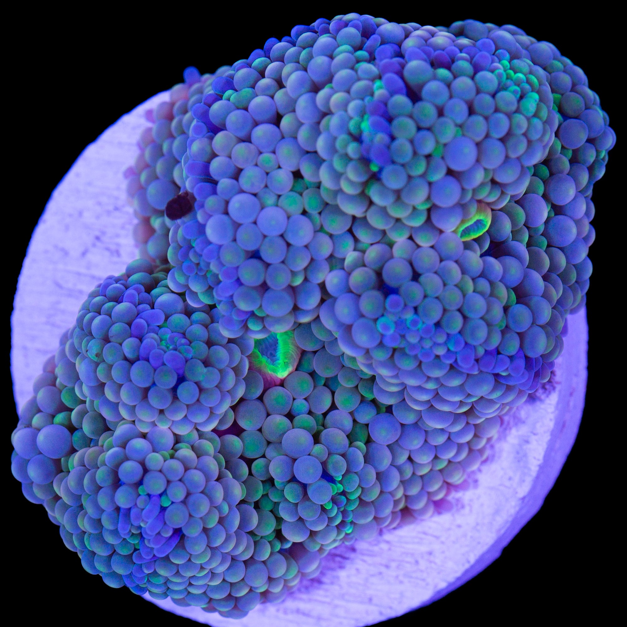 Blue Ricordea Mushroom