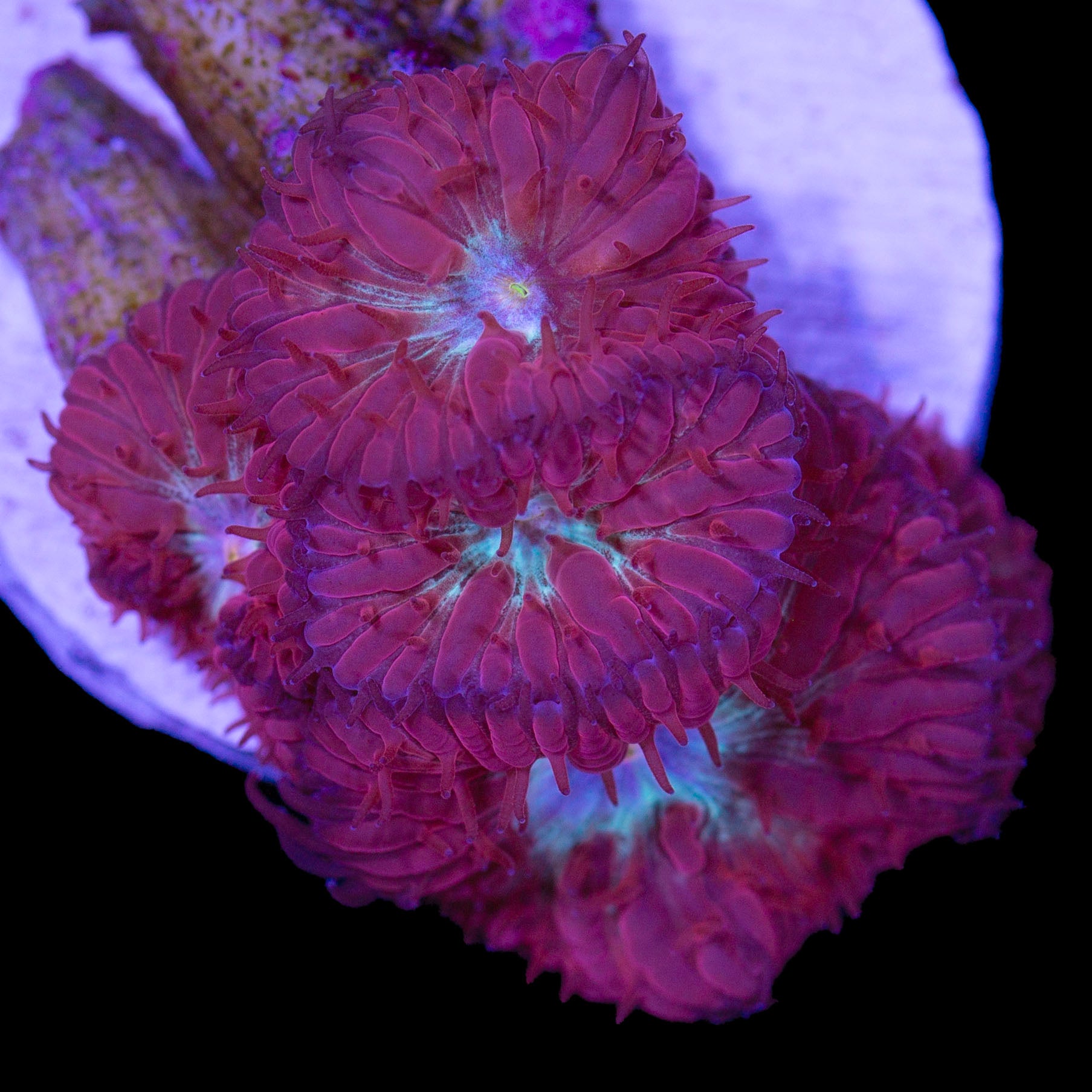 Appleberry Blastomussa Merletti Coral