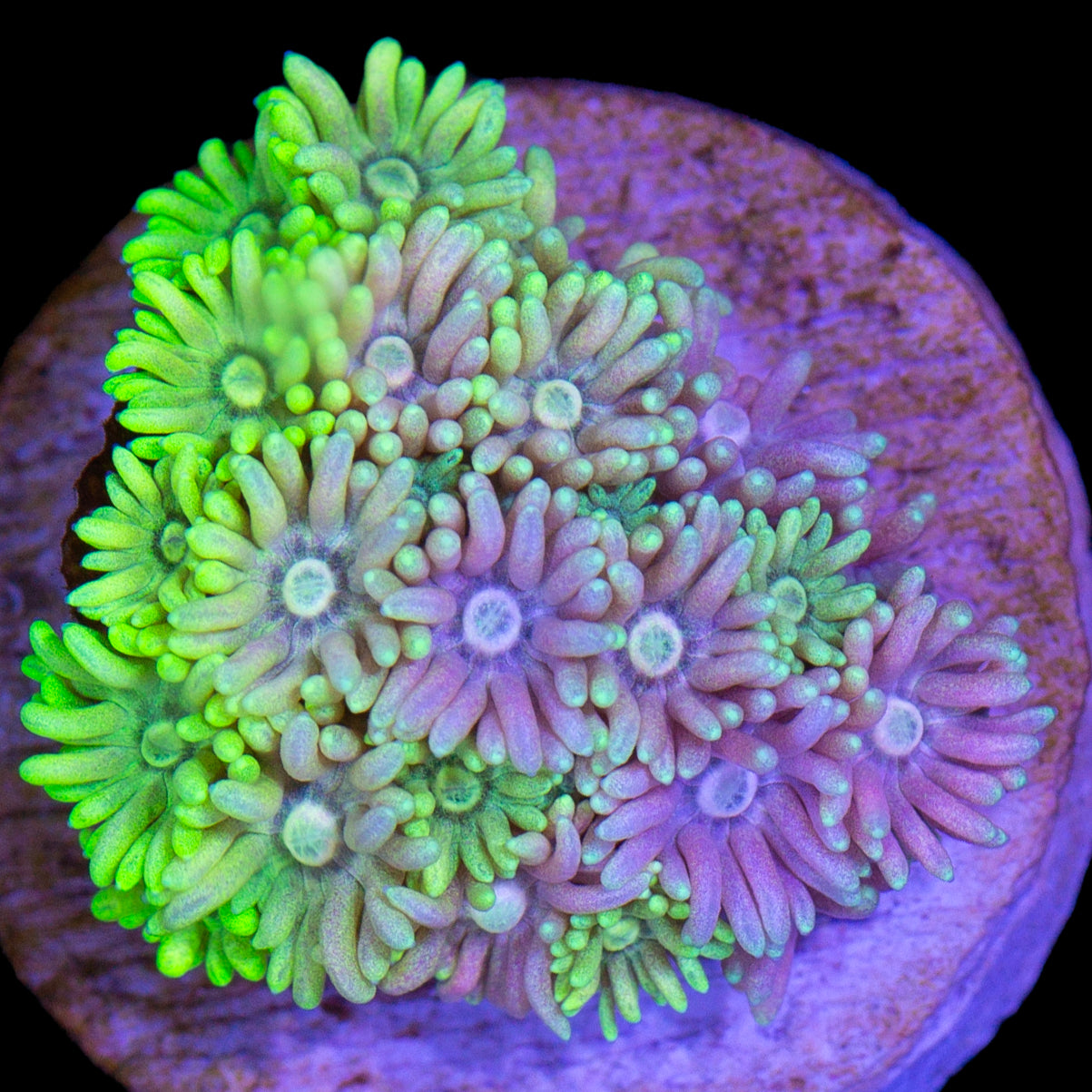 Ultra Pink & Green Goniopora Coral
