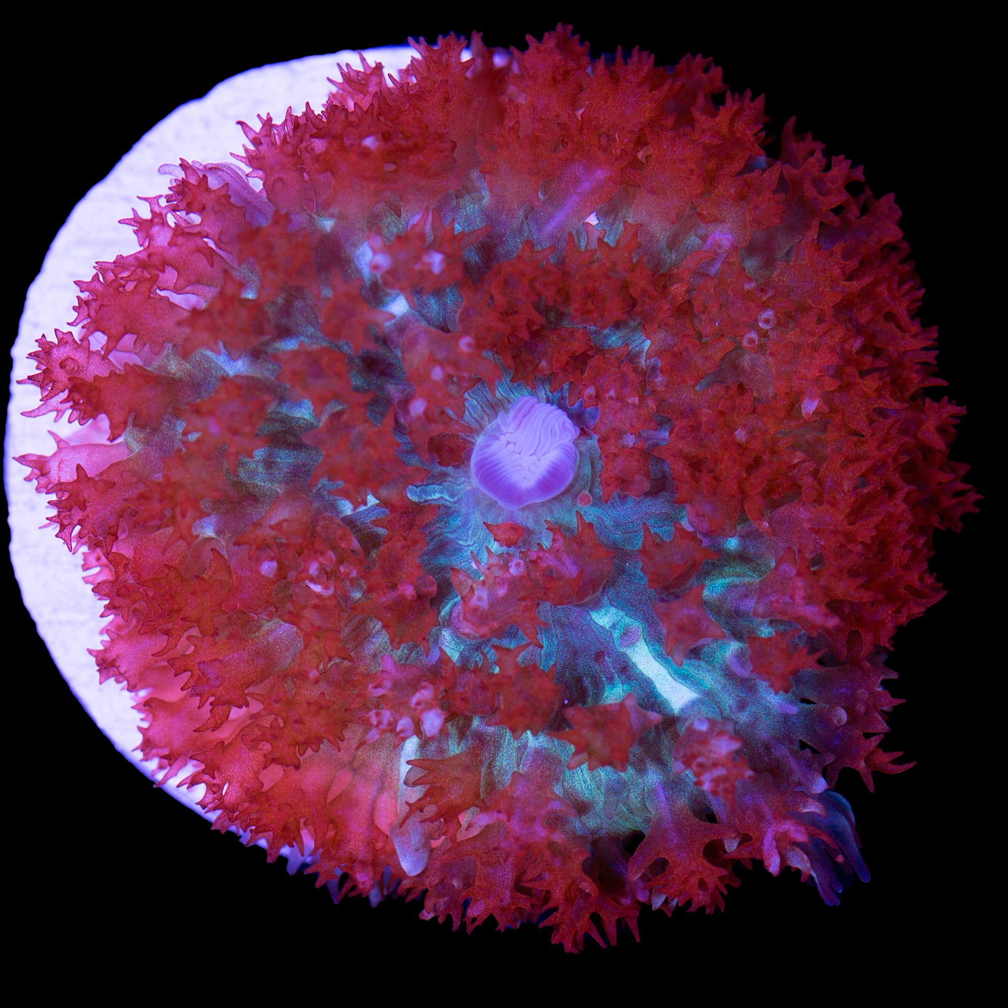 St. Thomas Mushroom