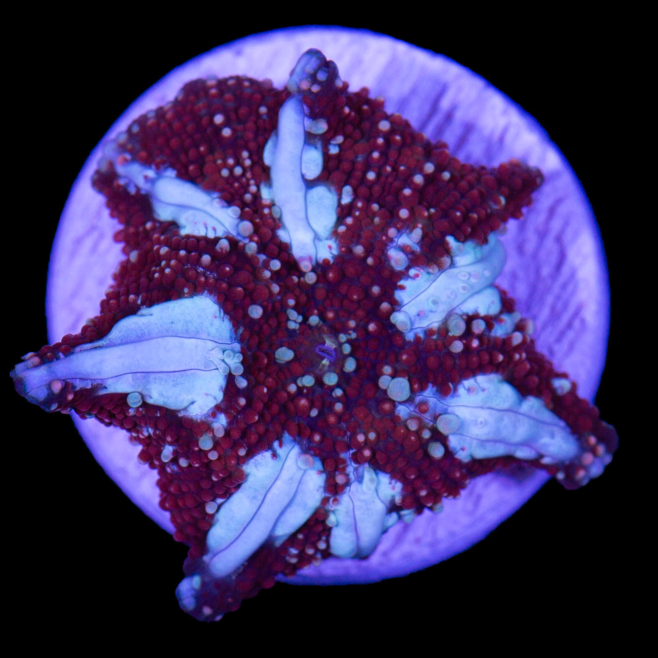 Ultra White Streak Mushroom