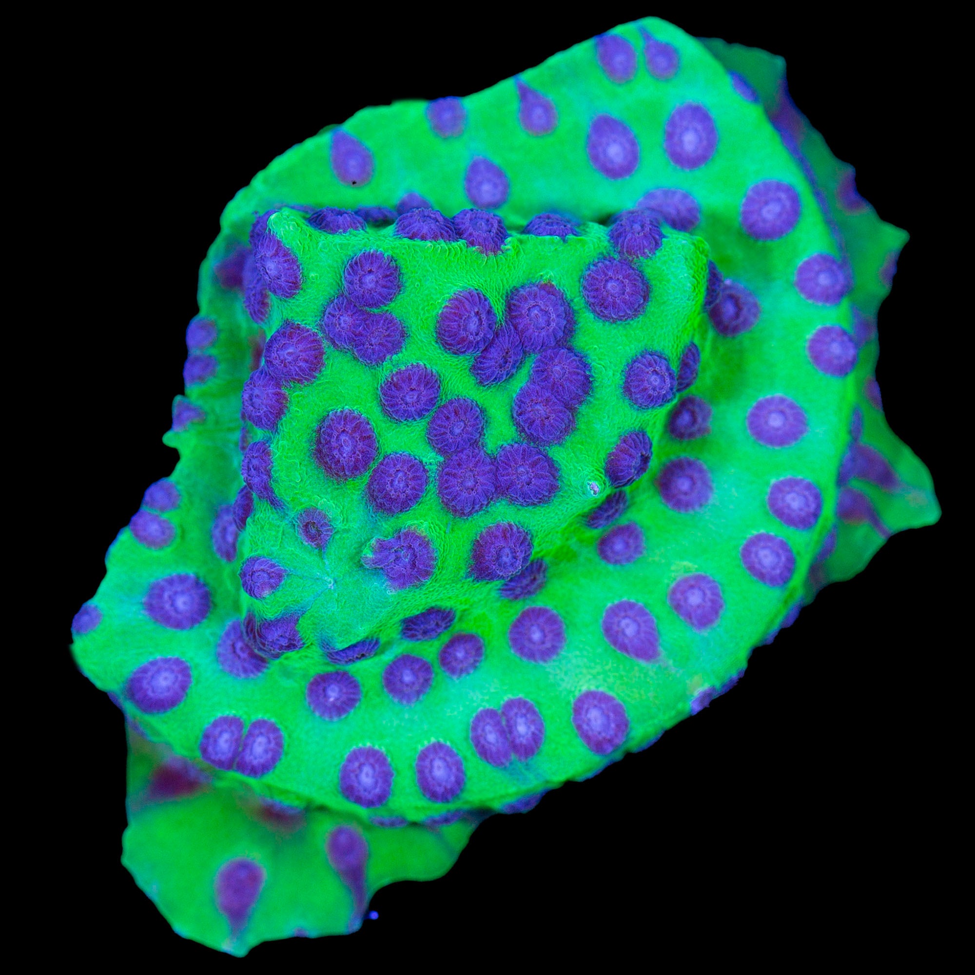 Joker Cyphastrea Coral