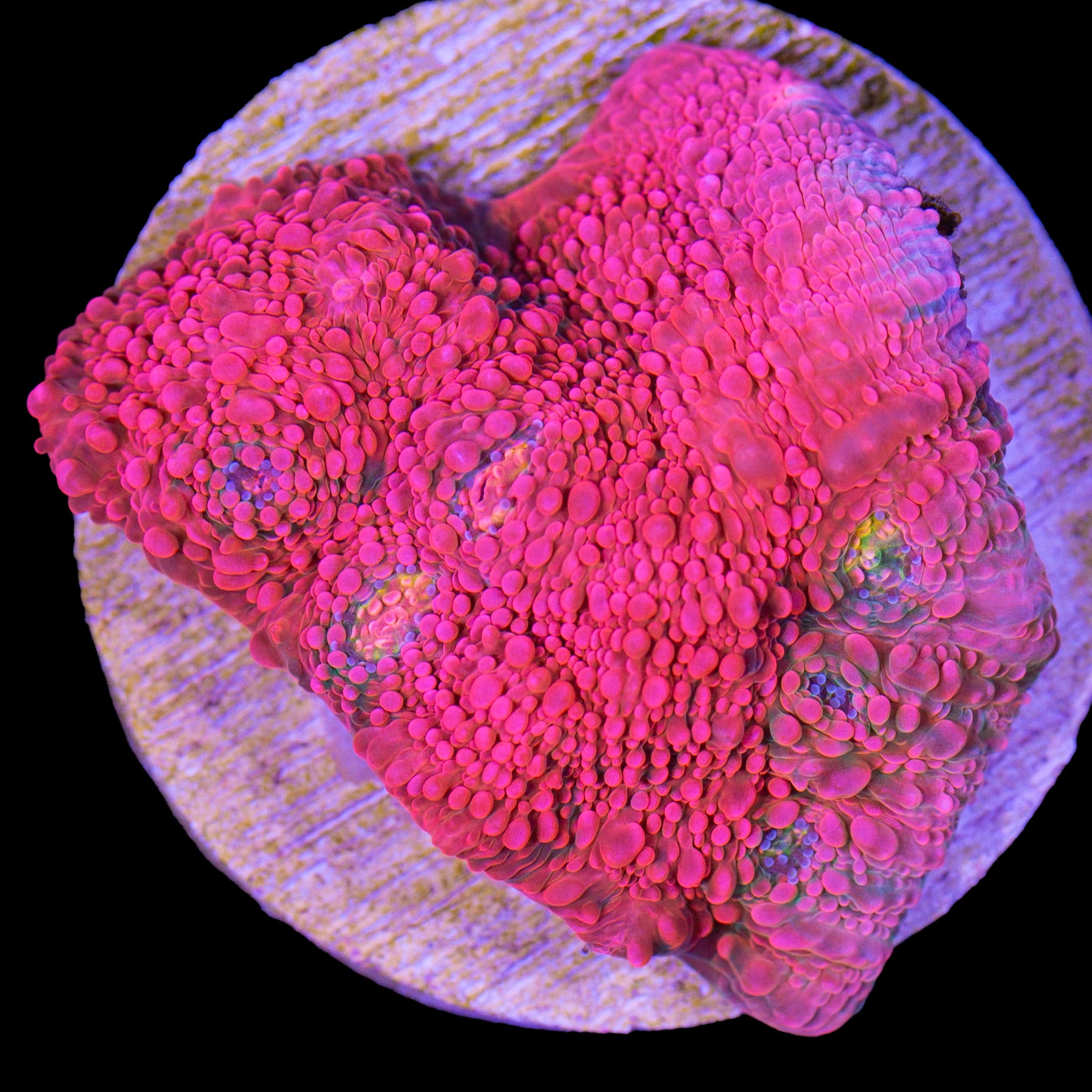 Original Vivid Echinophyllia Coral