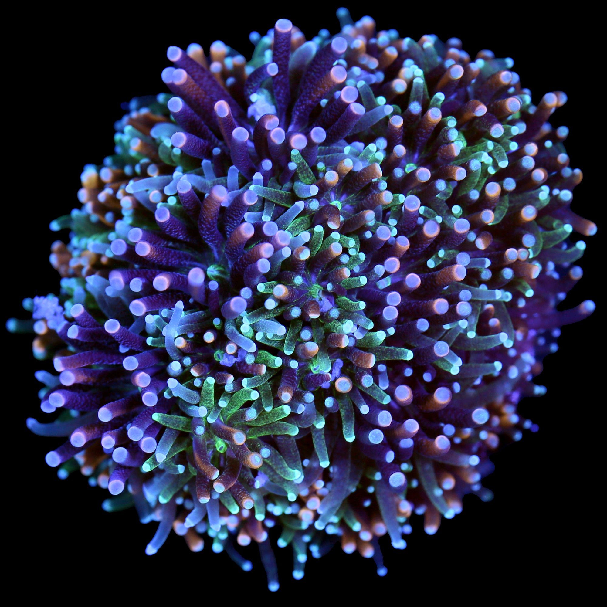 Andromeda Galaxea Coral