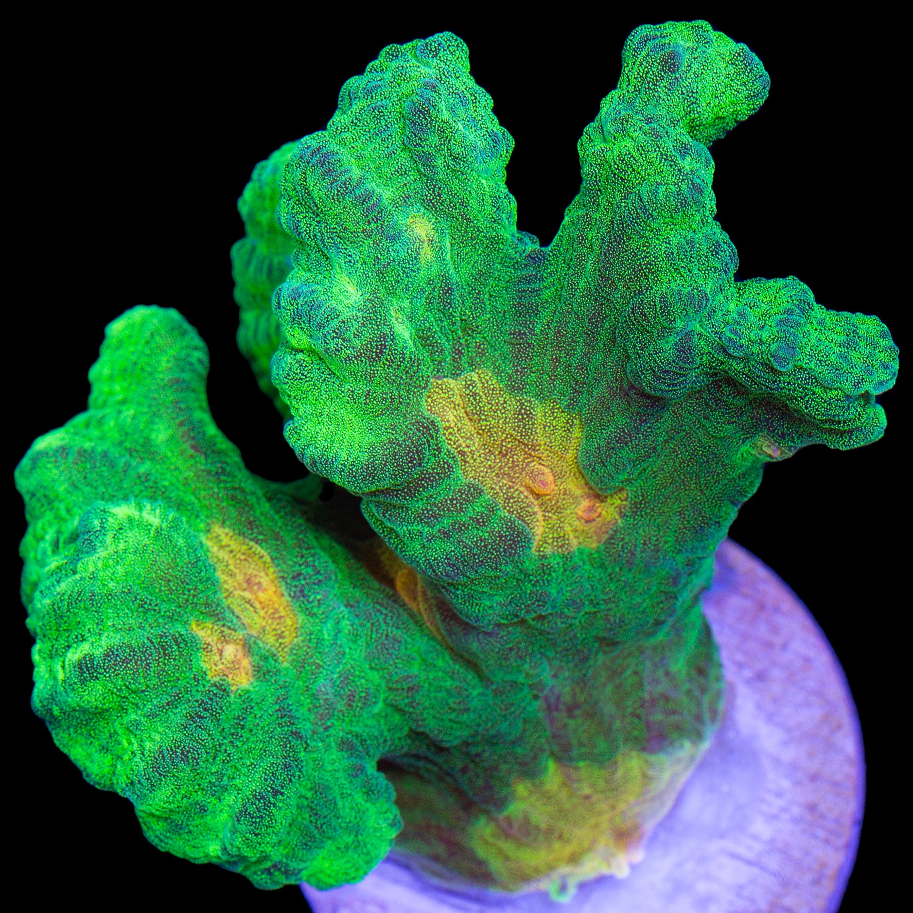 Space Invader Pectinia Coral