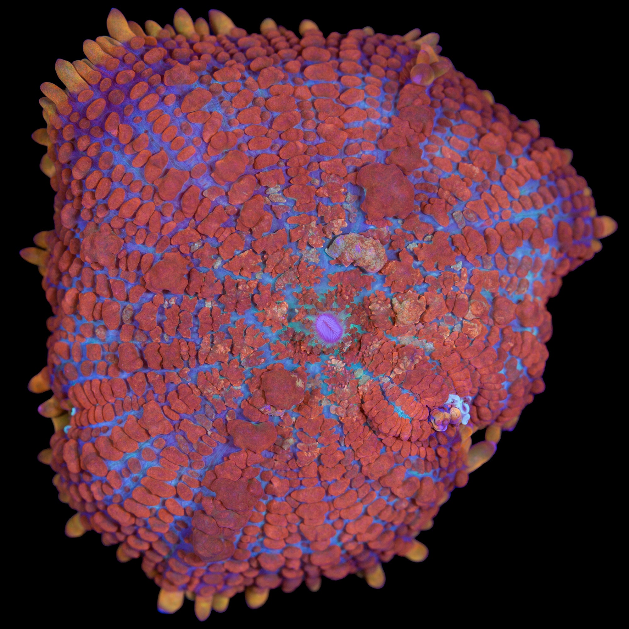 JF Raunchy Red Bounce Mushroom