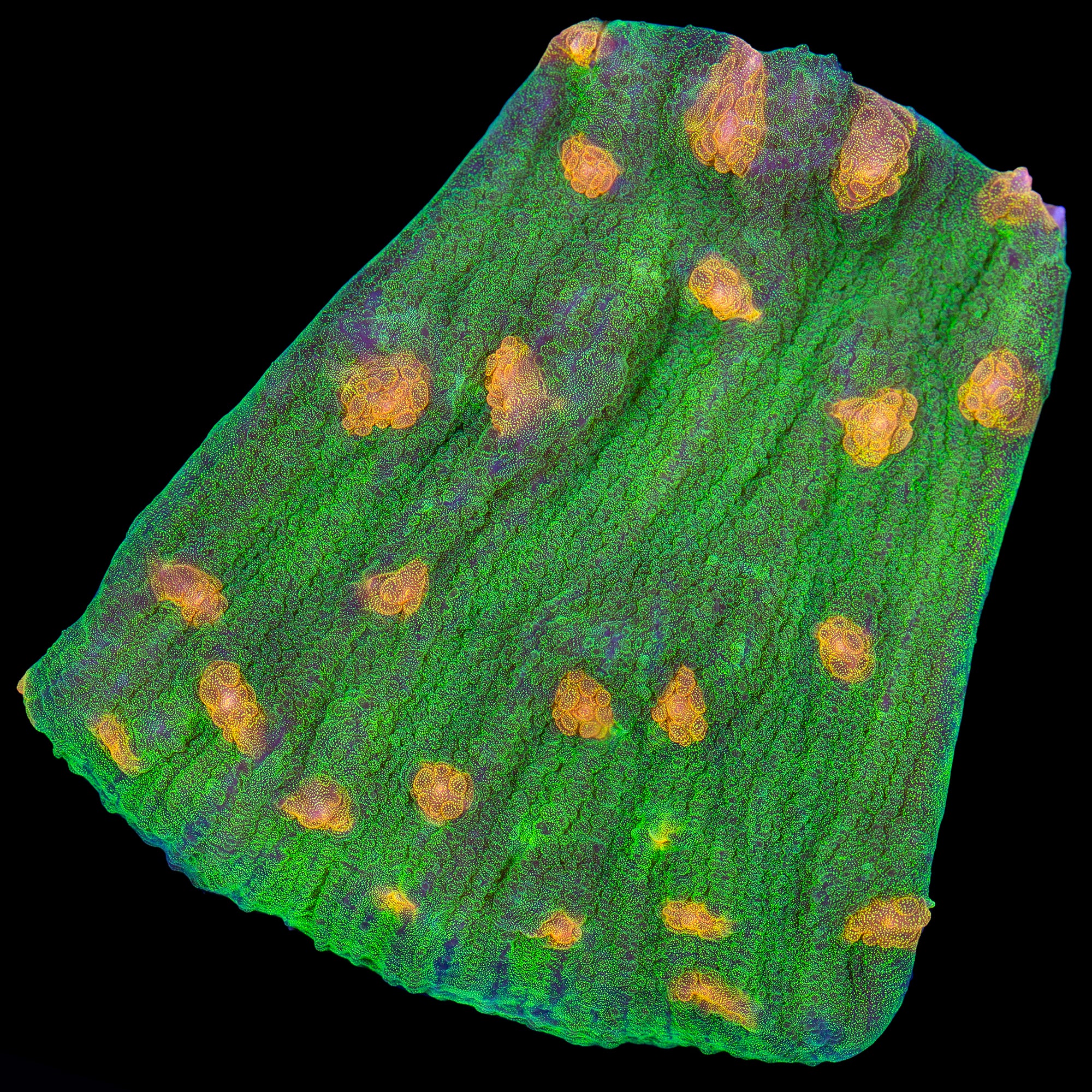 Space Invader Mycedium Coral - XL Frag