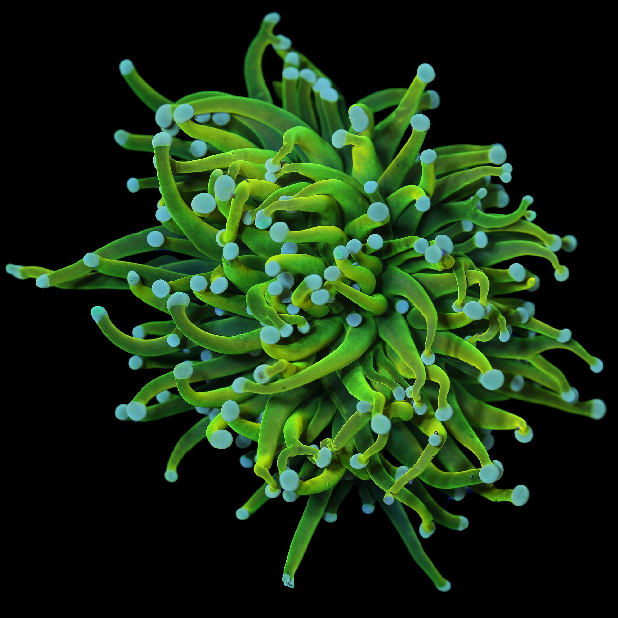 Holy Grail Torch Coral